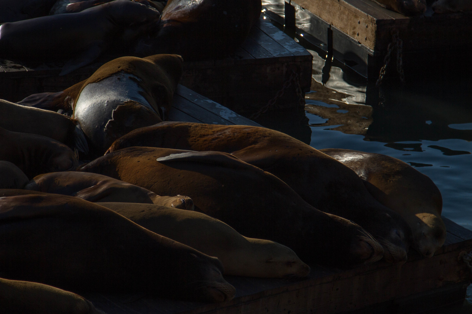 Sea lions sleeping in a huddled pile on a wooden dock beside dark water at dusk.