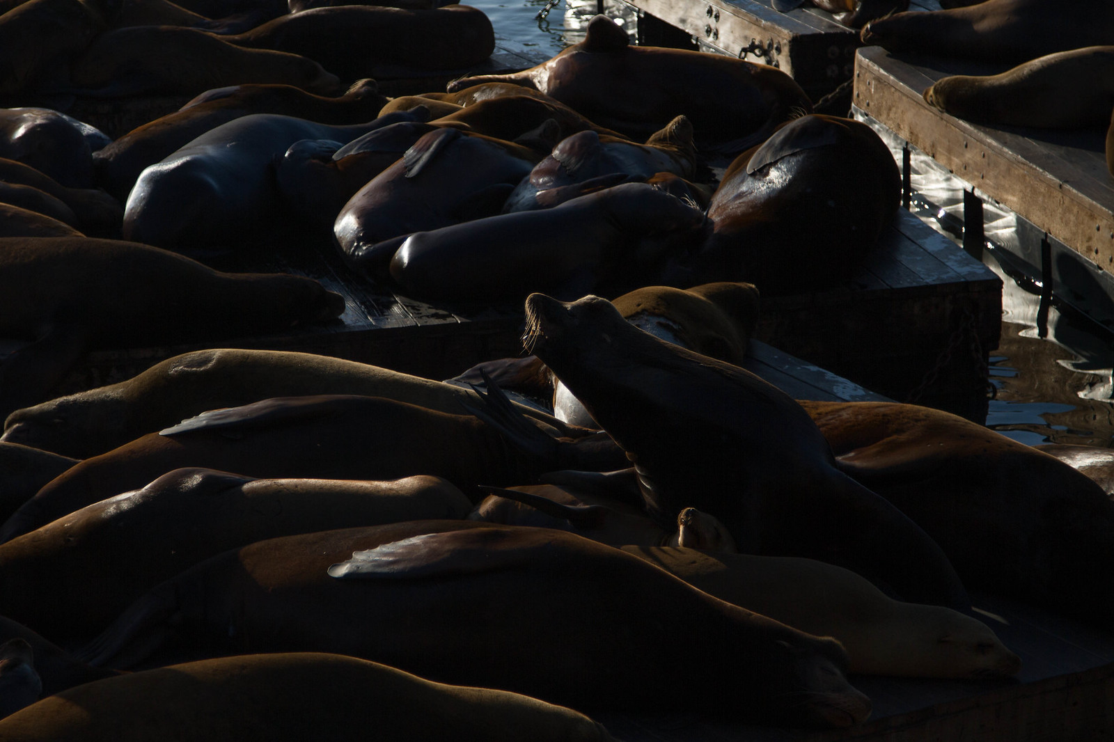A raised sea lion barks amid a crowded haul-out of others resting on wooden docks in golden light.