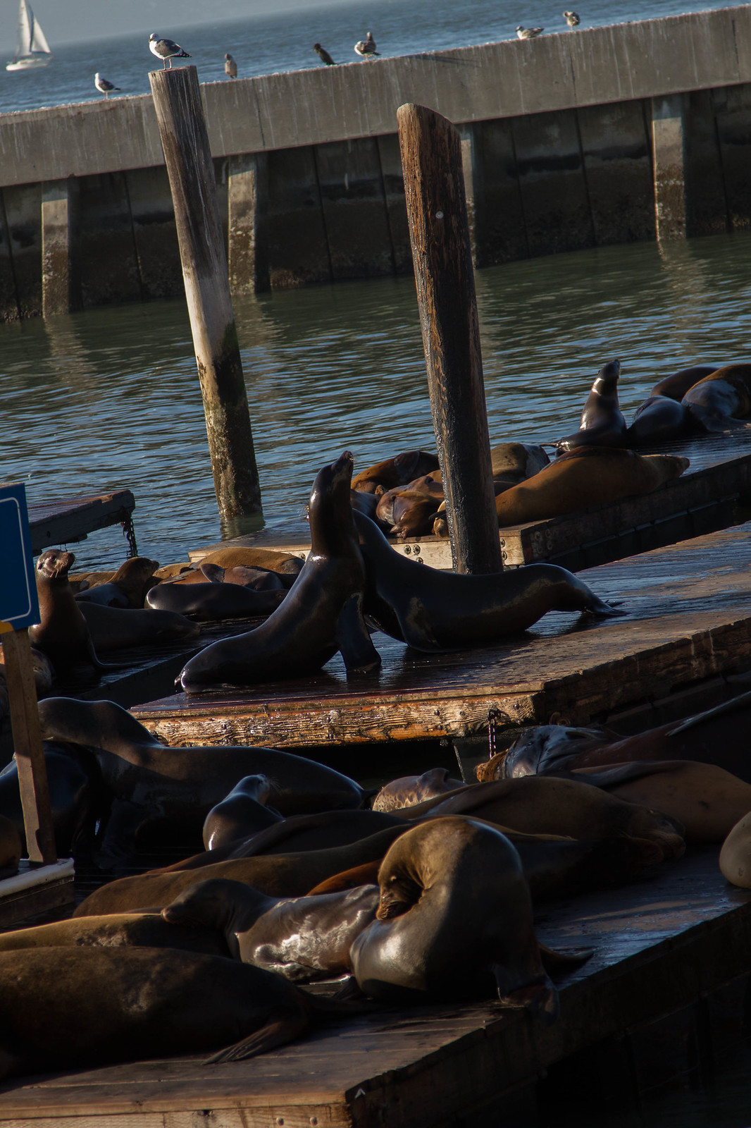Sea lions crowd wooden floating docks, two rearing up nose-to-nose as a sailboat passes behind.