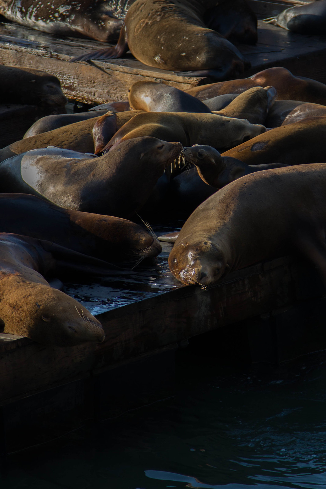 A colony of sea lions basking on wooden docks at golden hour, two nuzzling nose to nose.