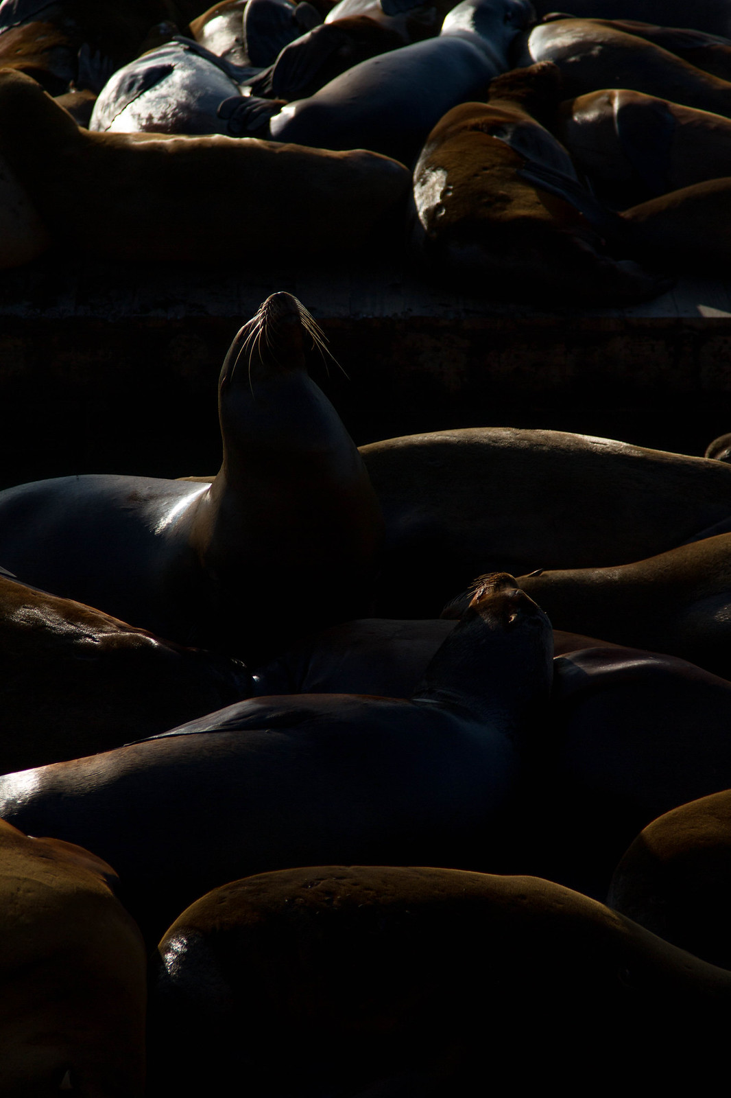 Backlit sea lions piled together on a dock, one lifting its whiskered head into the light.