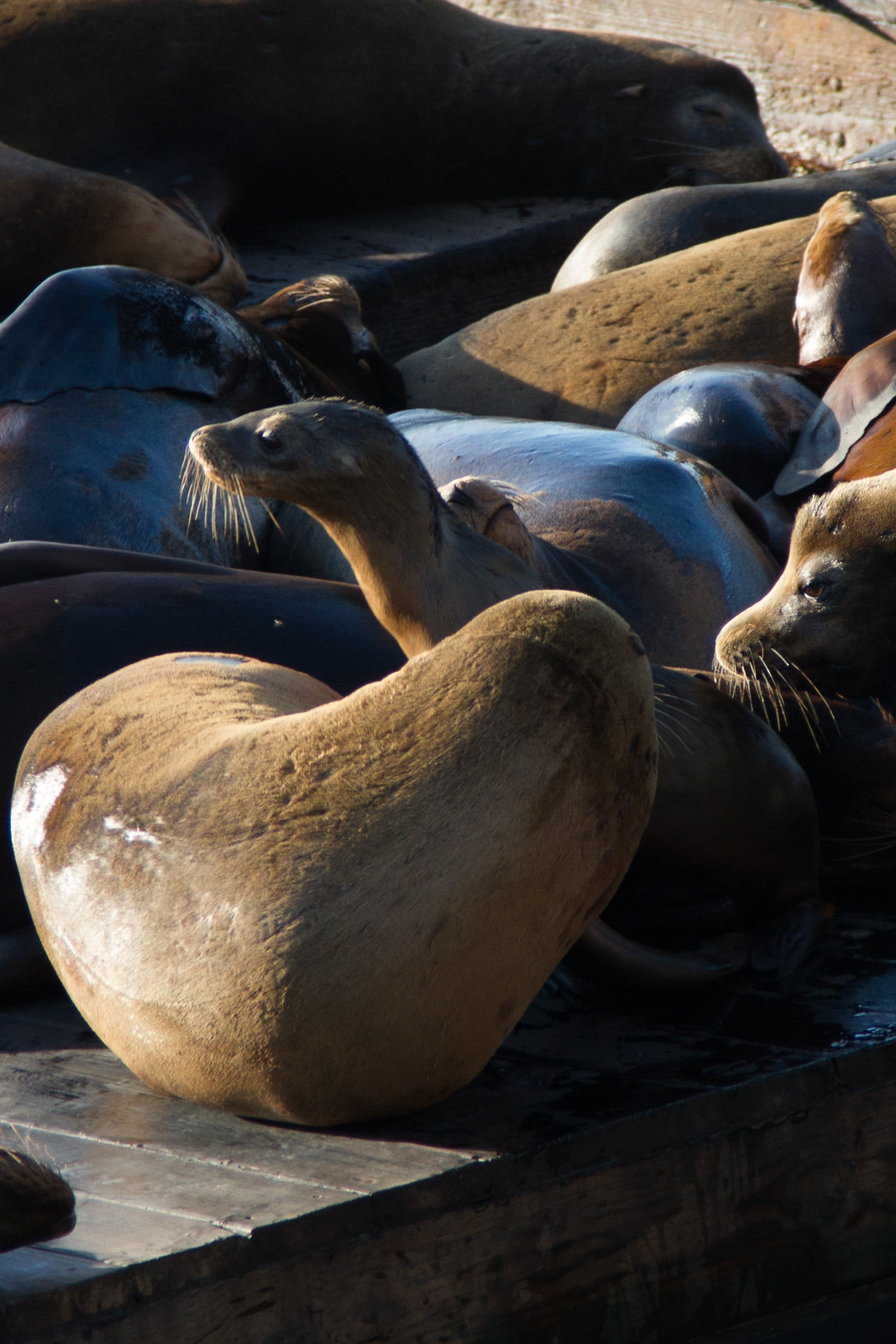 A young sea lion stretches its neck among a pile of resting sea lions on a wooden dock in warm sunlight.