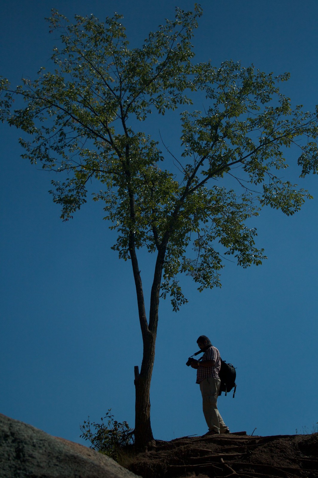 Silhouetted photographer with a backpack reviews his camera beneath a lone tree against a deep blue sky.