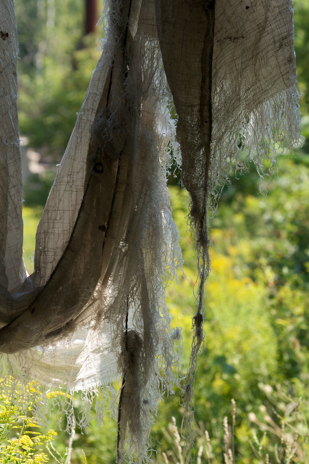 Tattered, frayed strips of weathered gauzy fabric drape and dangle against a sunlit backdrop of green foliage.