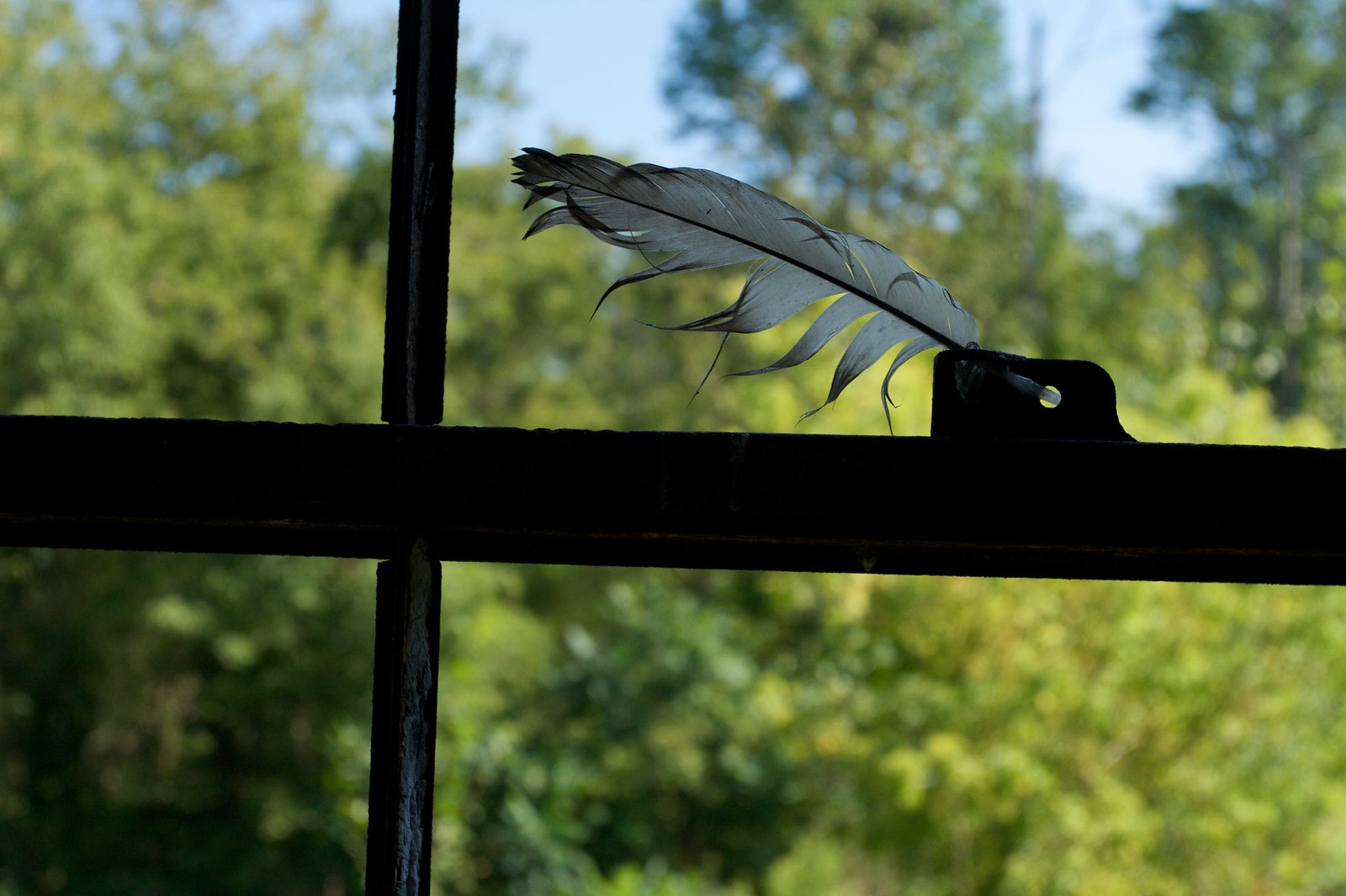 A single feather resting on the frame of an old window, backlit by green trees outside.