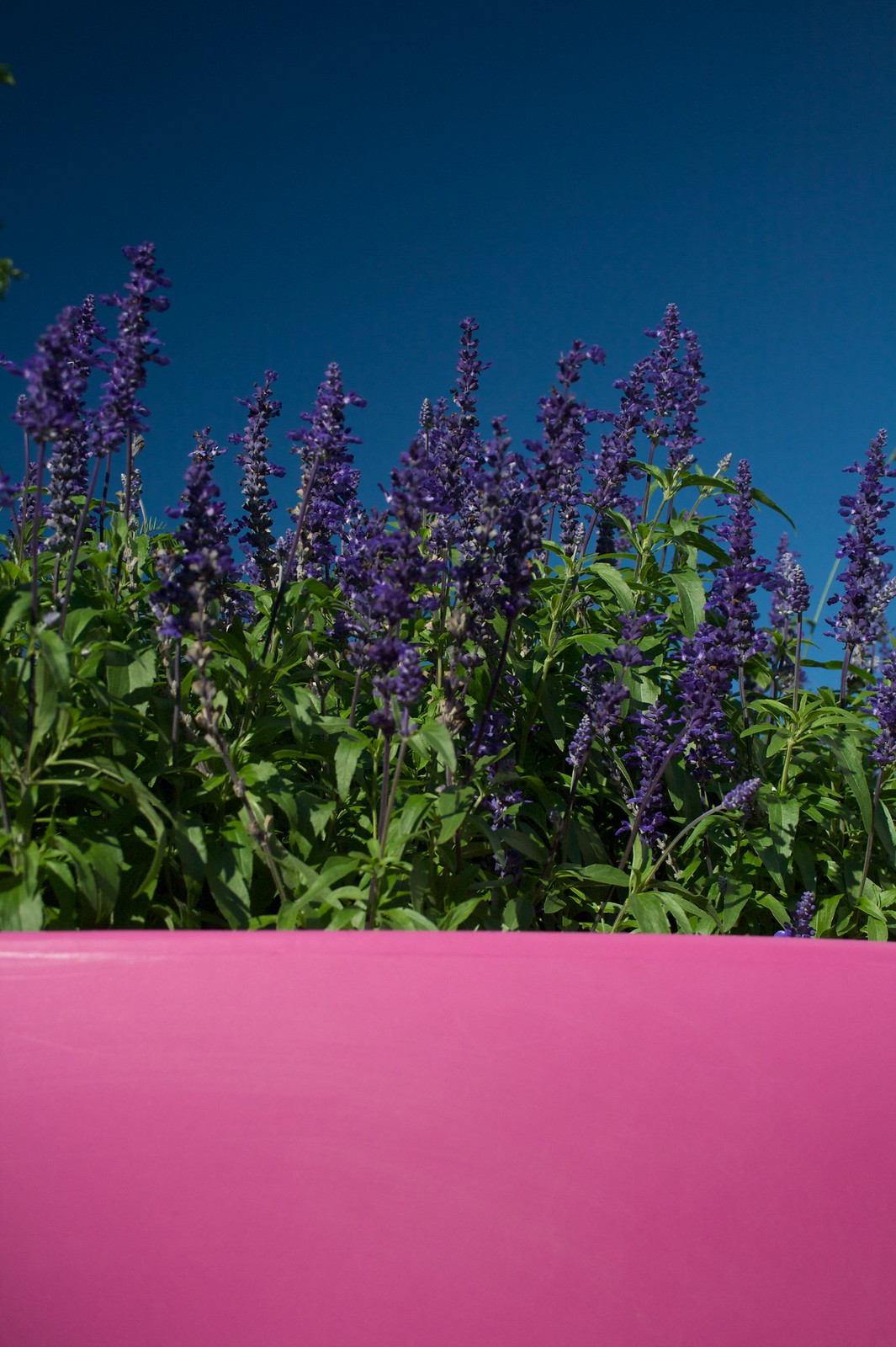 Purple salvia flowers spilling over the rim of a bright pink planter against a deep blue sky.