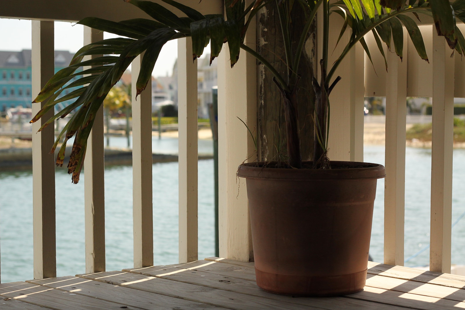 Potted palm on a wooden dock railing overlooking calm turquoise water and pastel waterfront houses.
