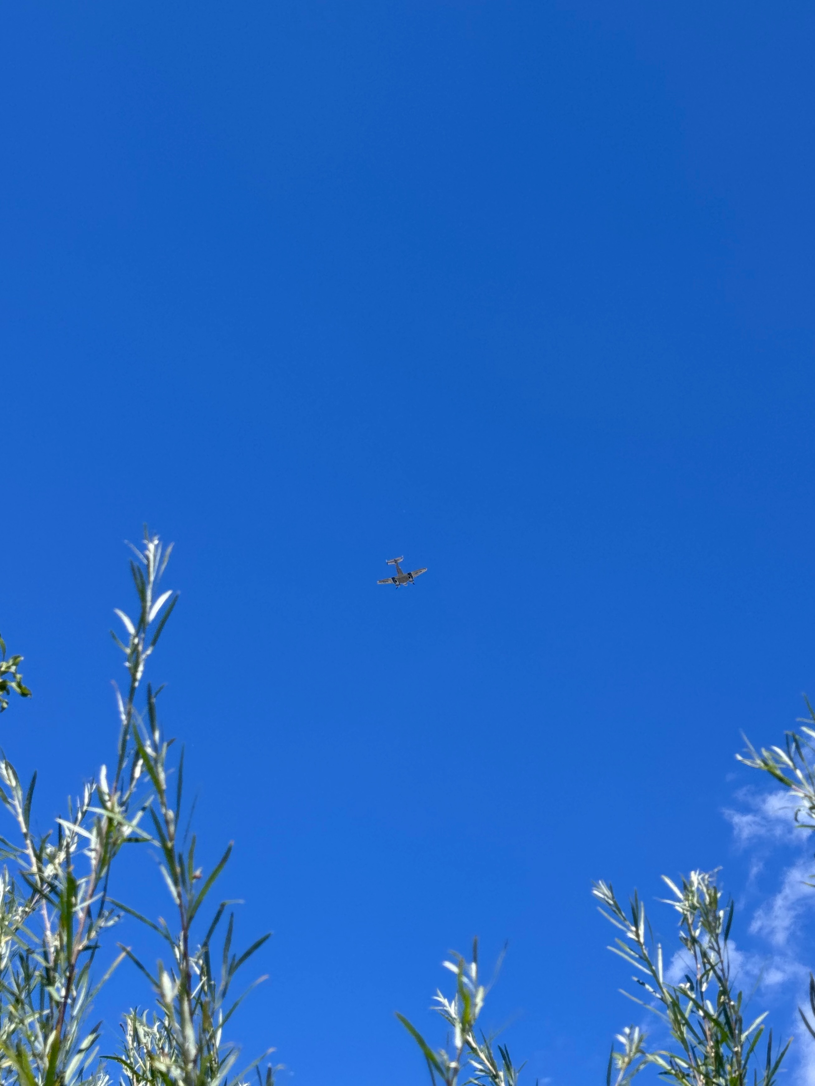 A small propeller plane flies overhead in a clear blue sky, framed by wispy green branches.
