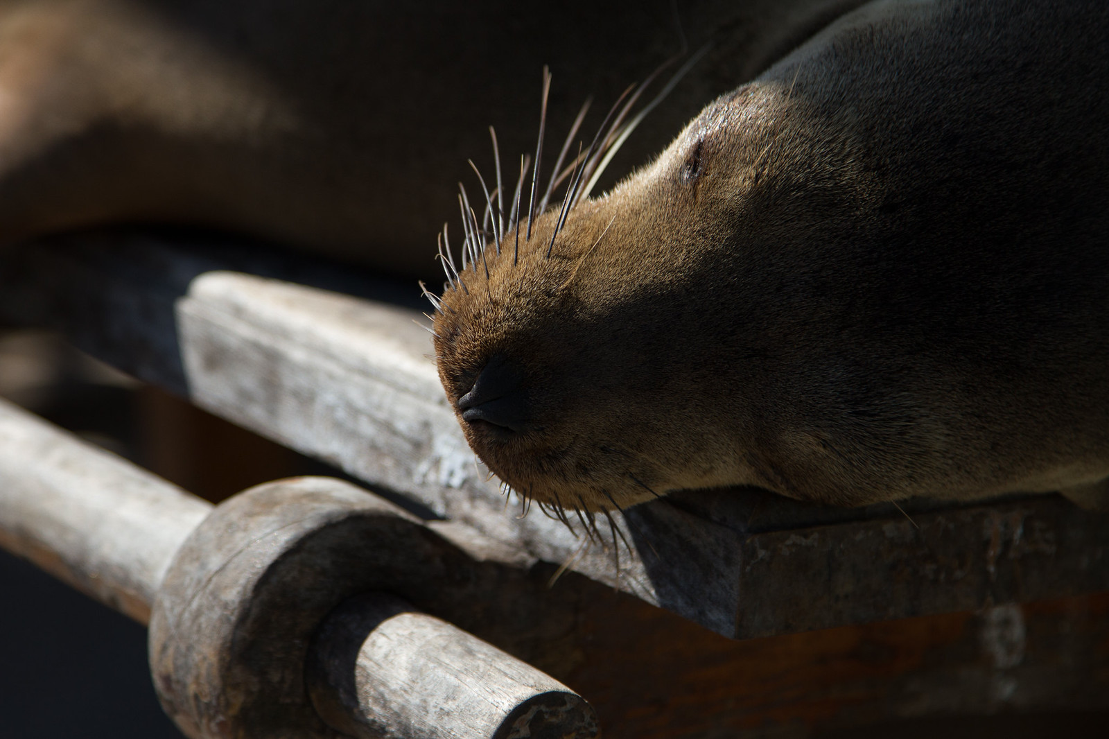 A sleeping sea lion rests its whiskered snout on a weathered wooden railing in the sun.