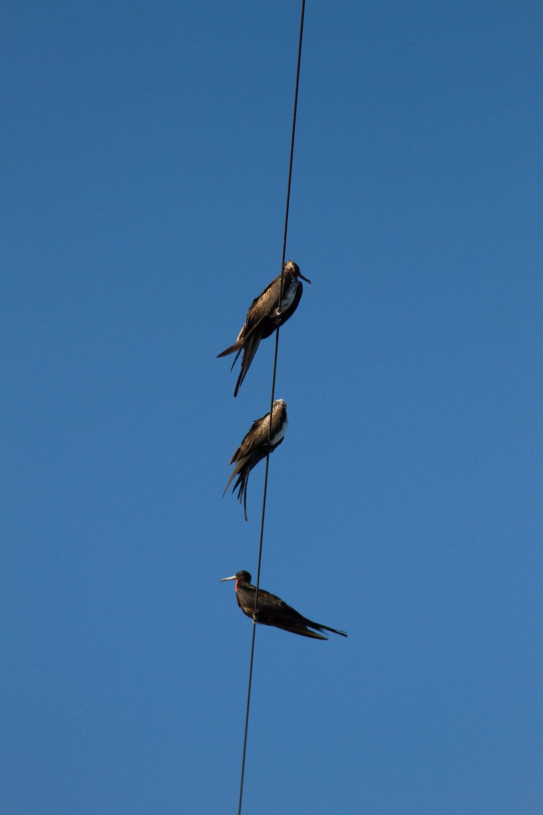 Three frigatebirds perched along a rope against a clear blue sky, one showing a red throat pouch.