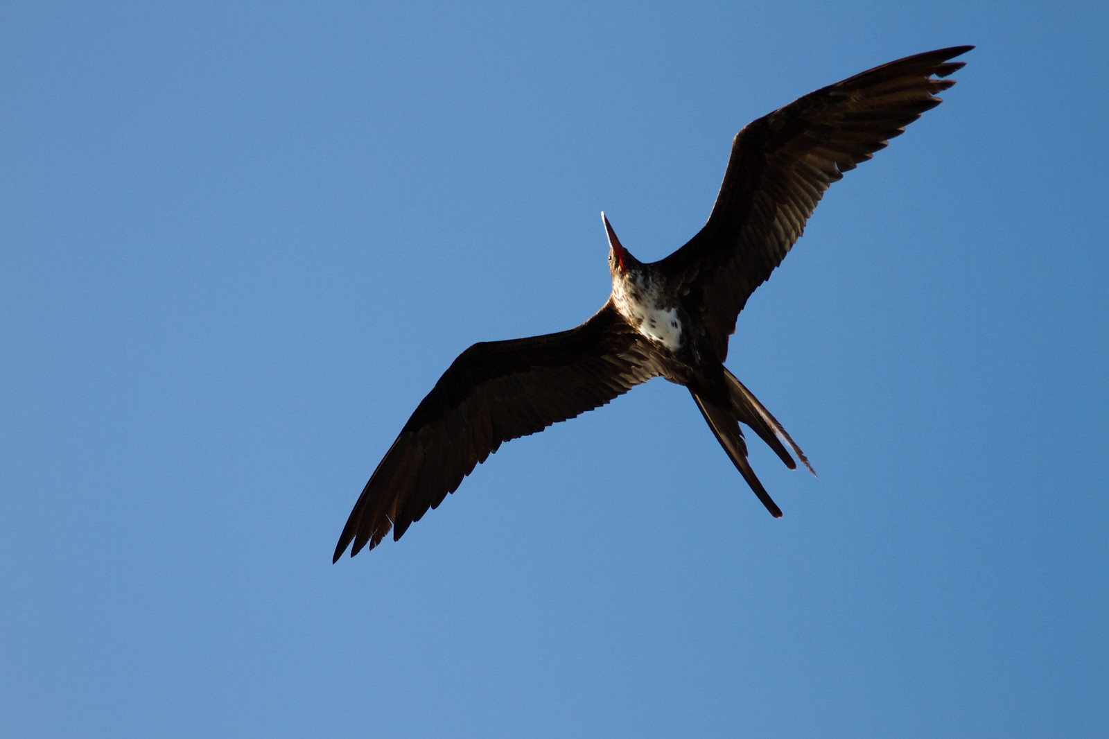 A frigatebird soars overhead with wings fully outstretched against a clear blue sky.
