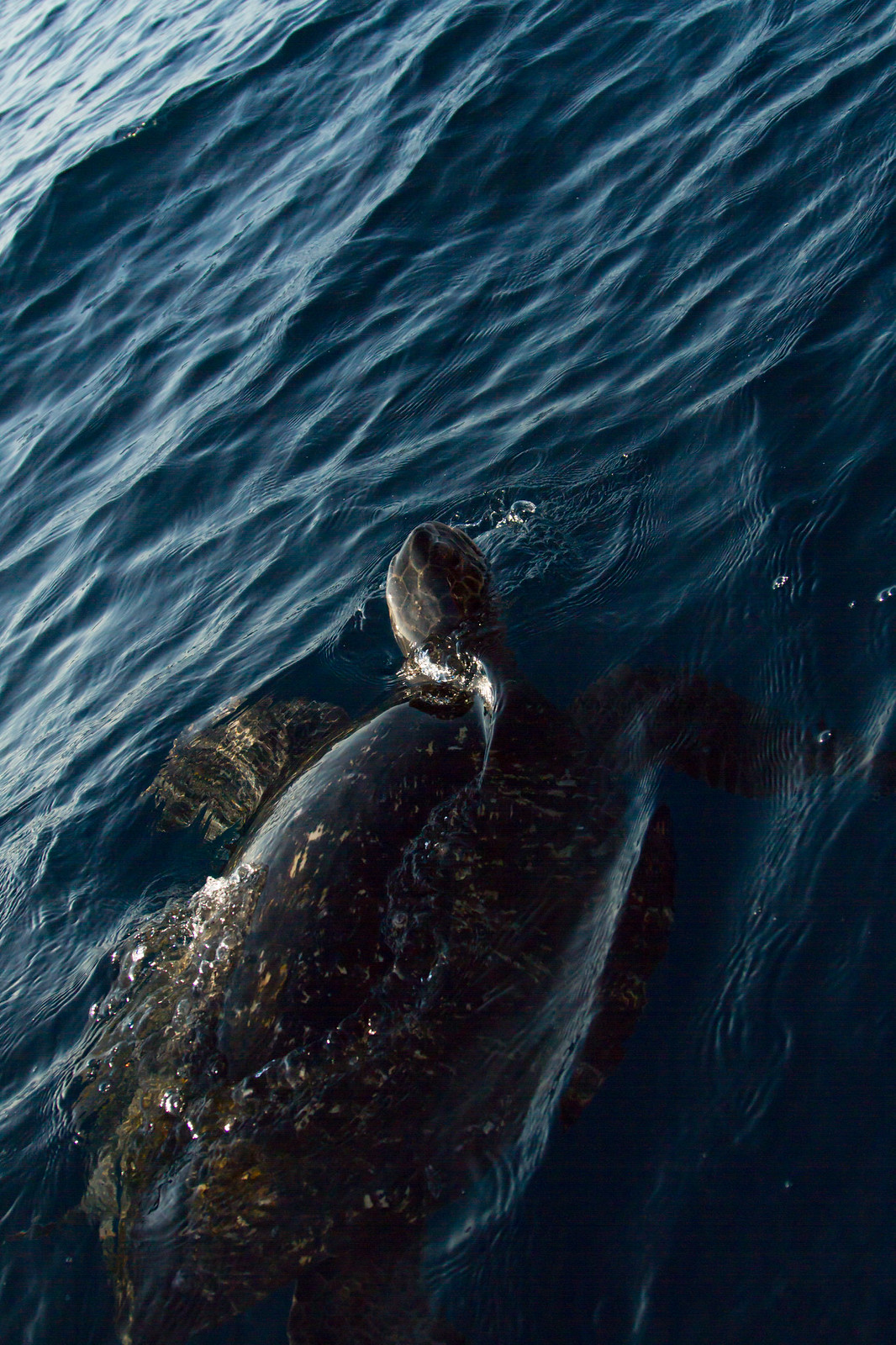 A green sea turtle surfacing to breathe in dark blue ocean water, seen from above.