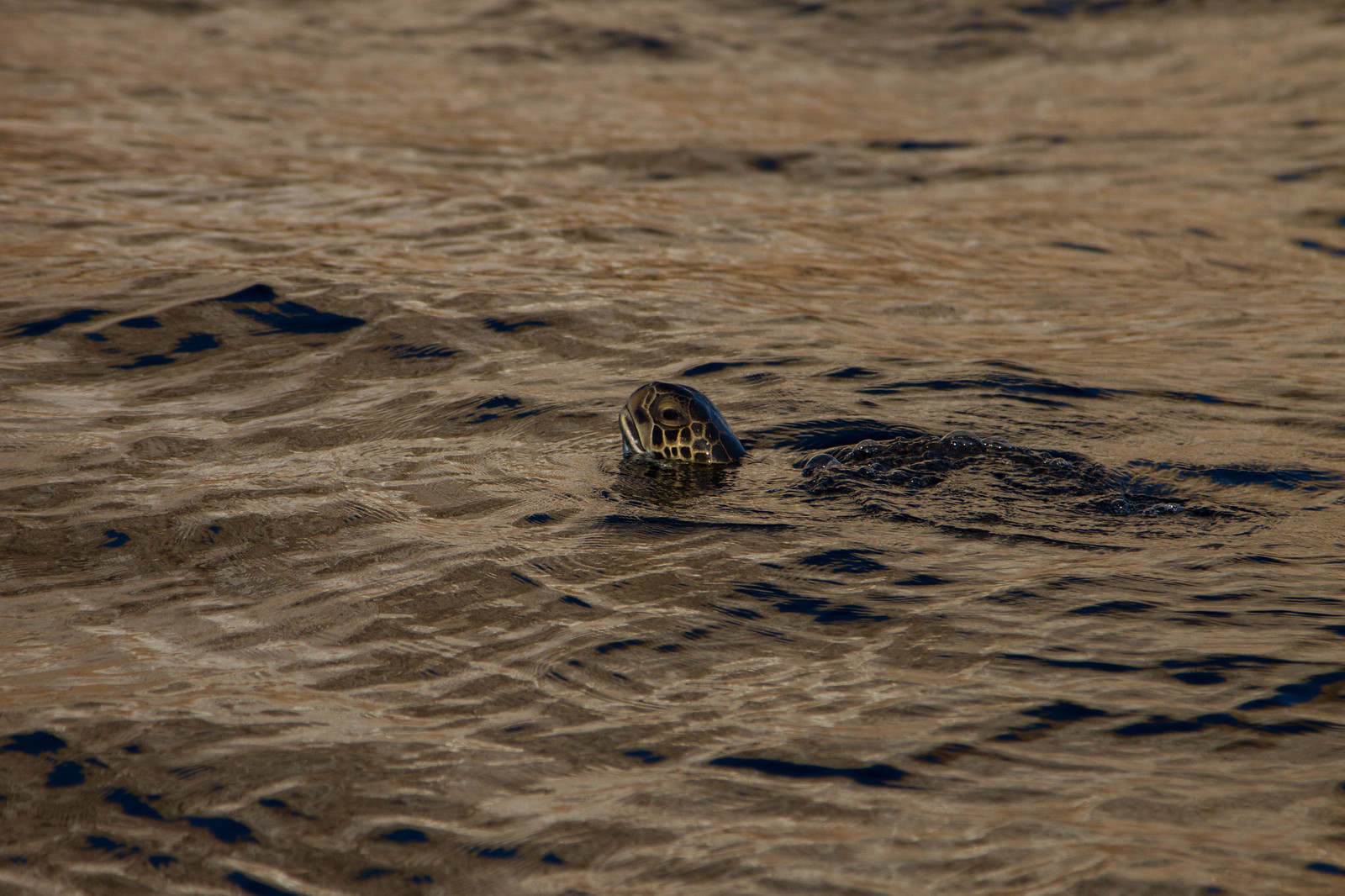 A sea turtle pokes its head above rippling, sunlit water.