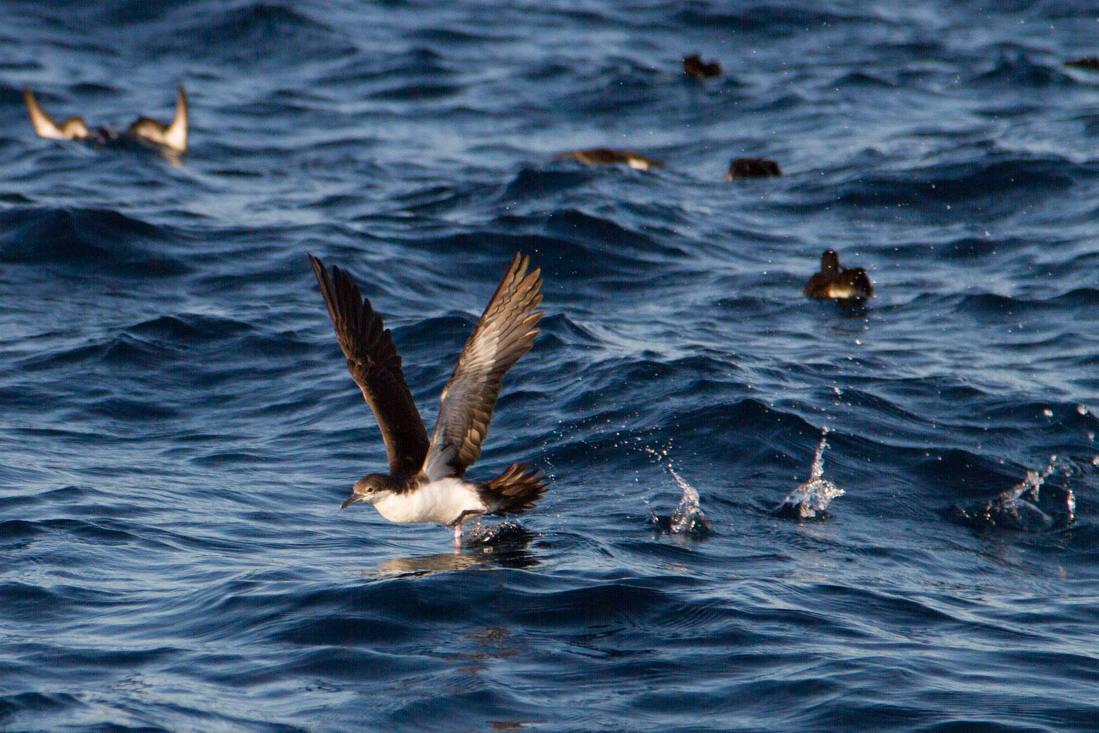 A shearwater lifts off from choppy dark-blue ocean water, wings raised, as others float nearby.