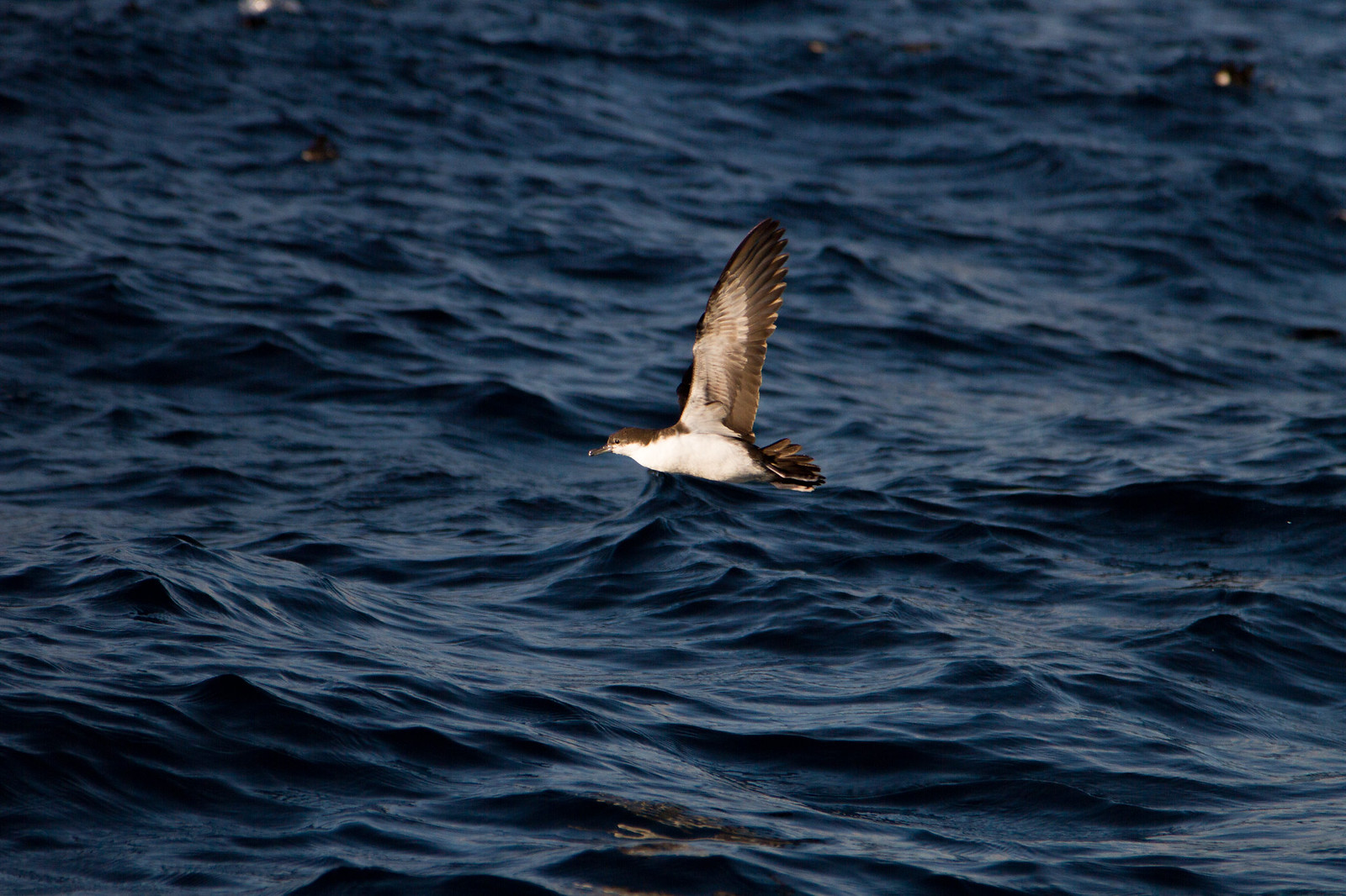 A shearwater skims low over dark blue ocean waves, wings raised mid-flight.
