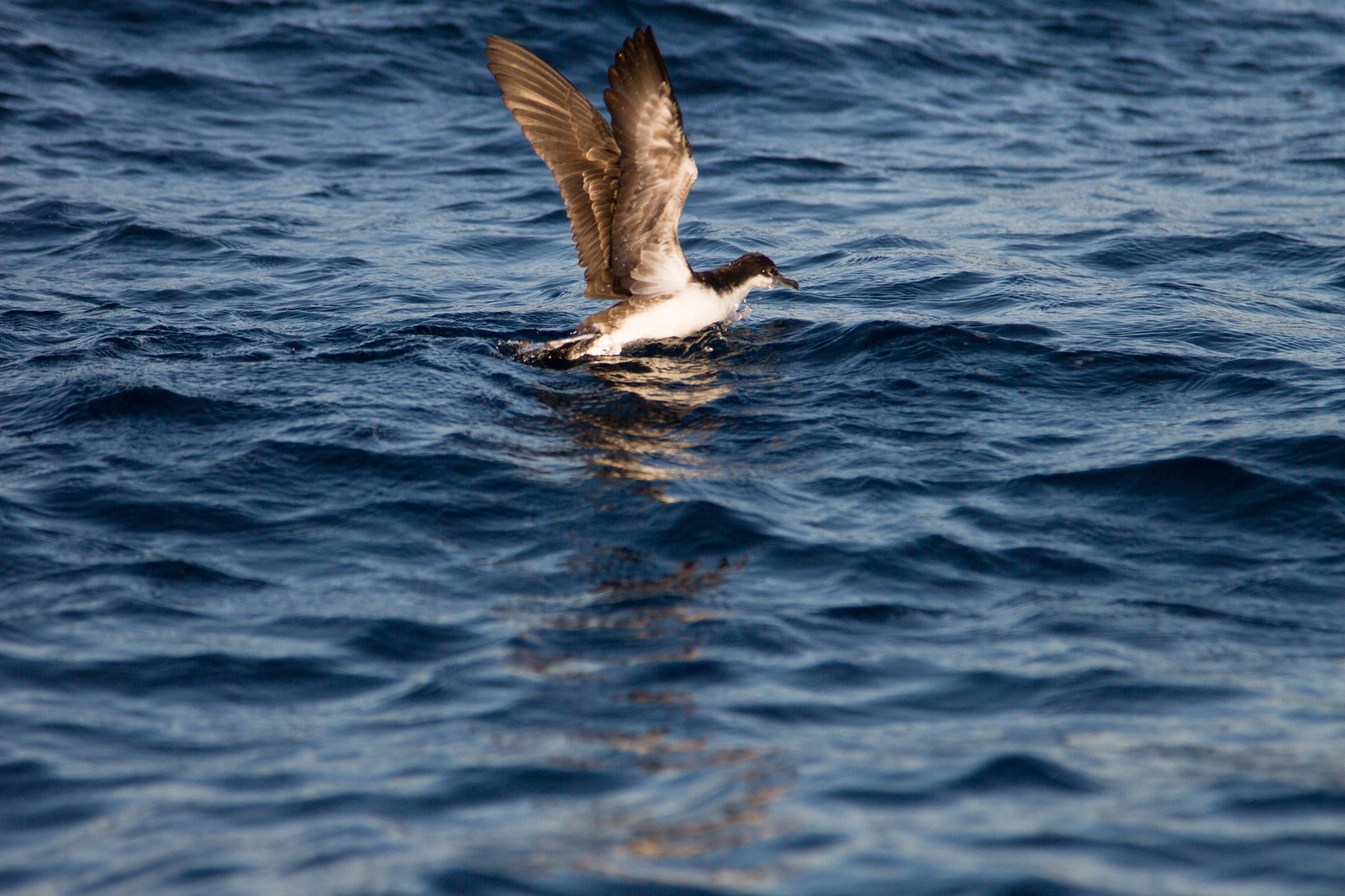 A shearwater with wings raised skims low over dark blue rippling ocean water.