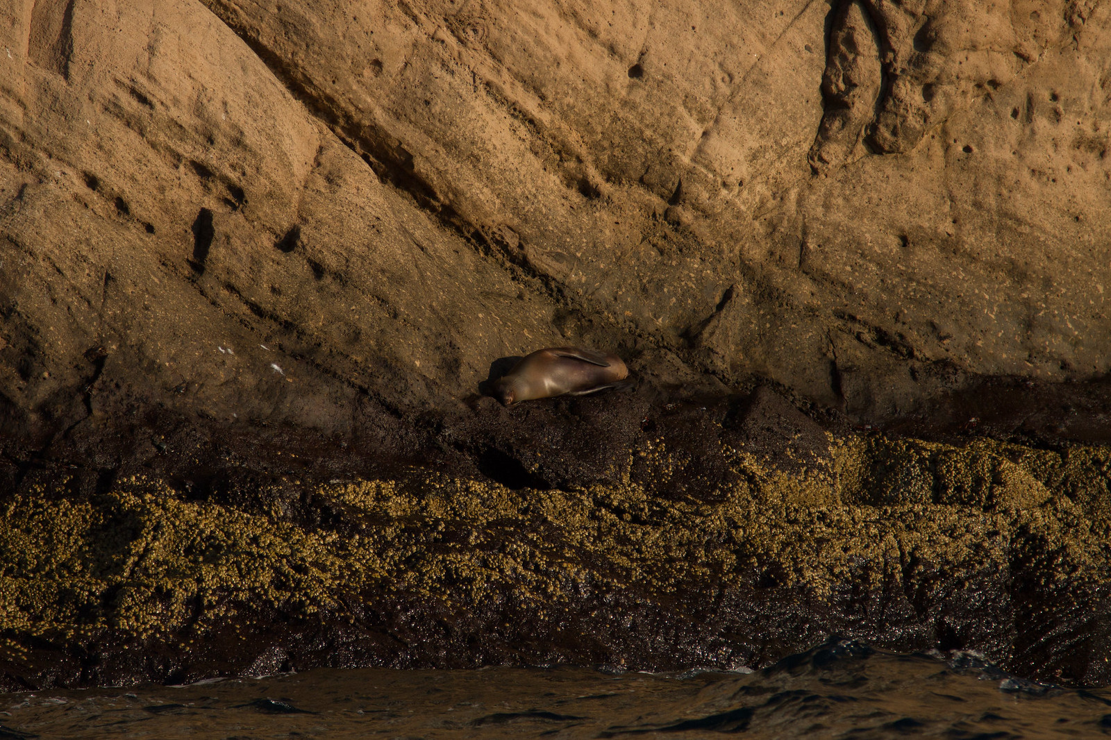 A sea lion resting on a lichen-covered rocky ledge above the water at the base of a cliff.