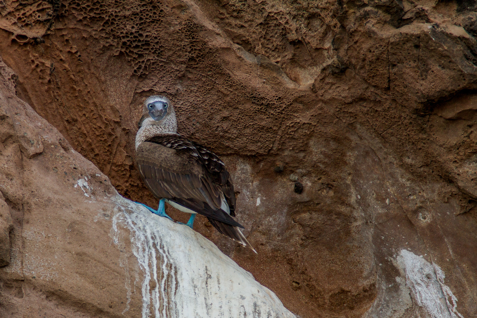 A blue-footed booby perched on a guano-streaked rock against a rugged brown cliff face.