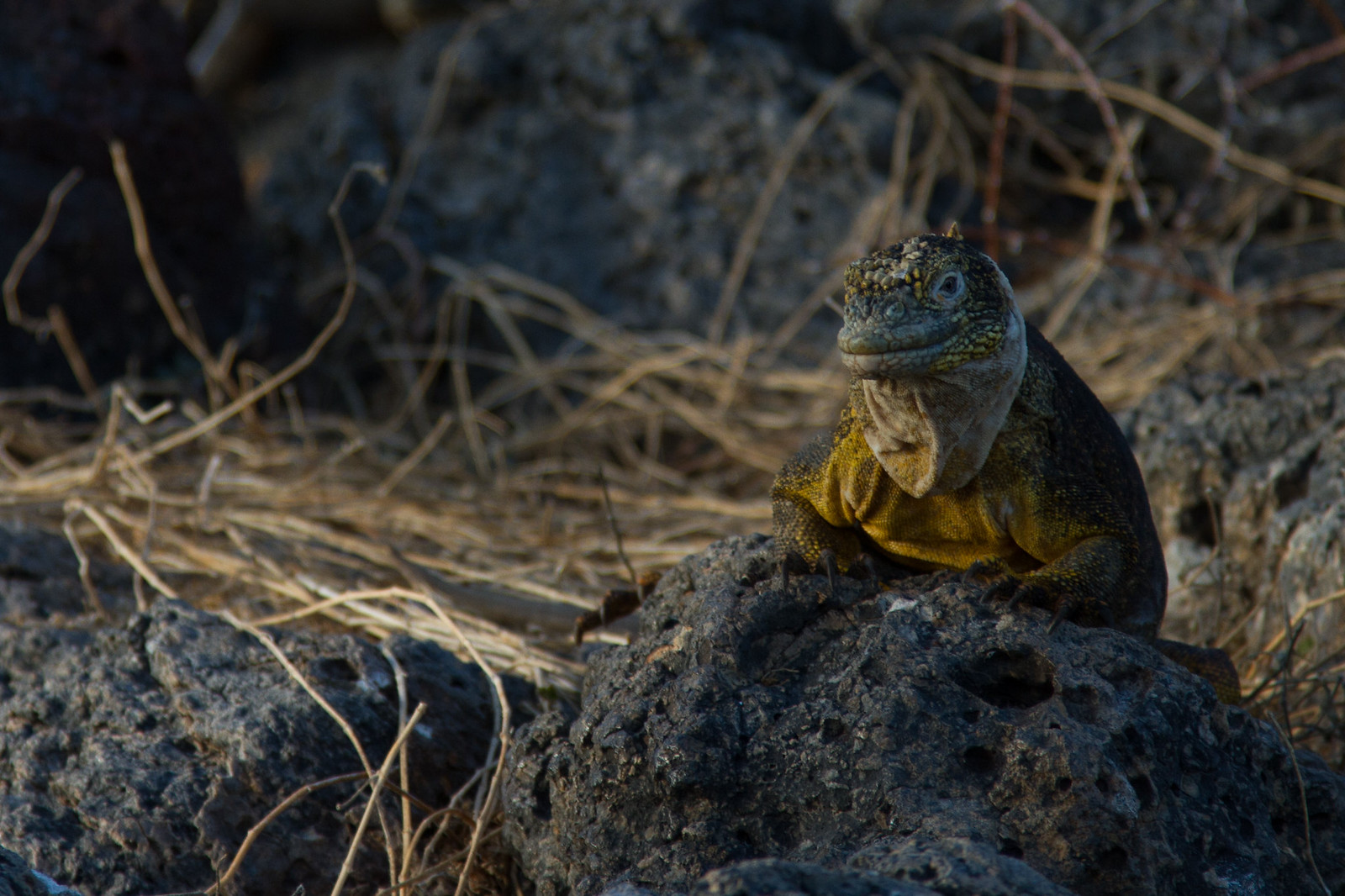 A yellow Galápagos land iguana perched on dark volcanic rock amid dry brush at golden hour.