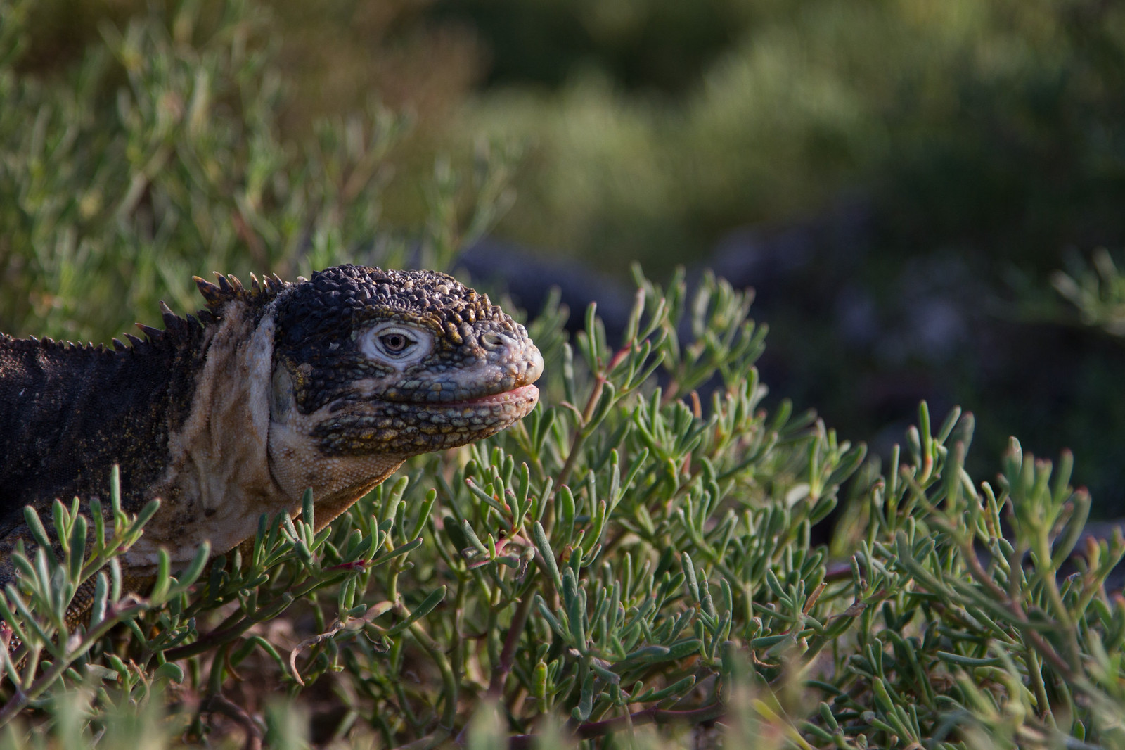 A Galápagos land iguana with scaly yellow-and-brown skin resting among low green shrubs.