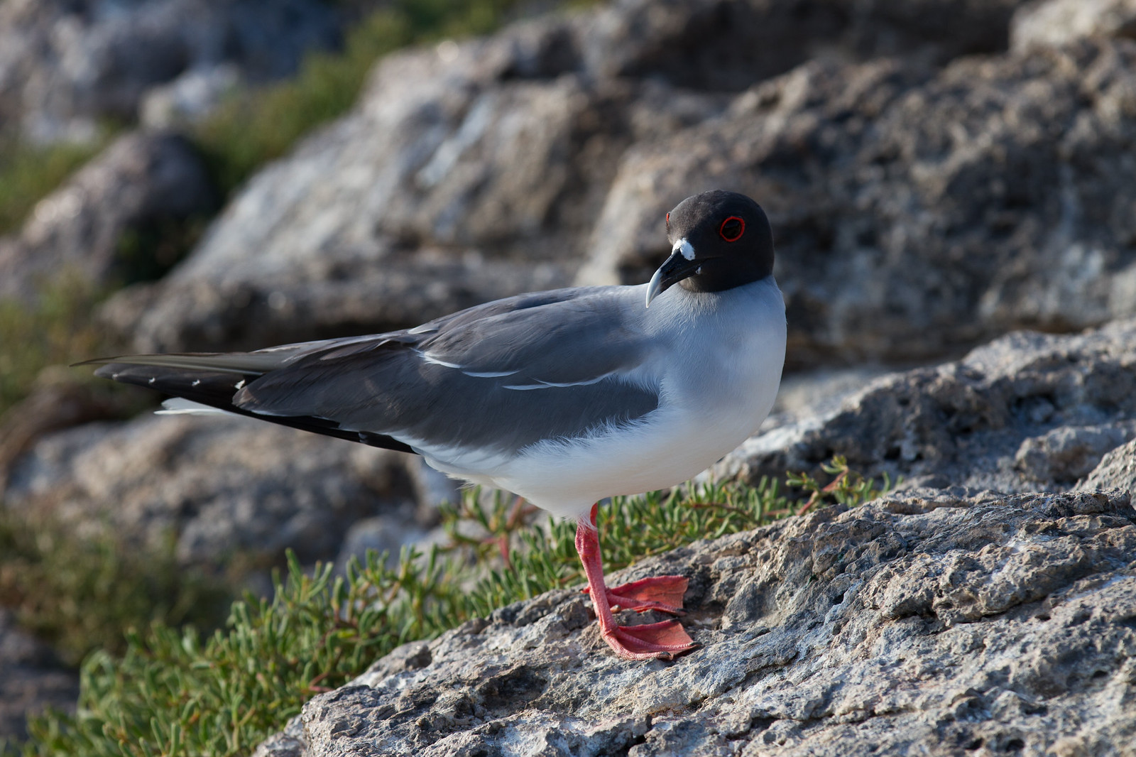 A swallow-tailed gull with red-ringed eyes and pink feet stands on a rocky ledge.