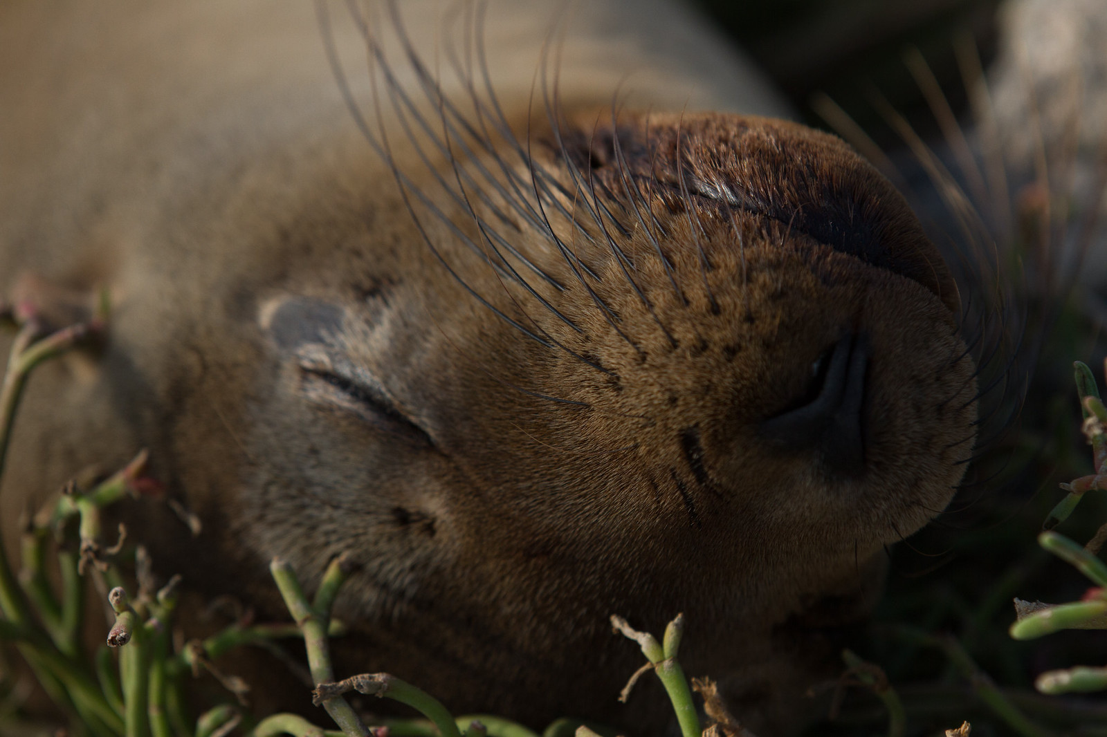 Close-up of a sleeping sea lion pup resting among green succulent plants in warm light.