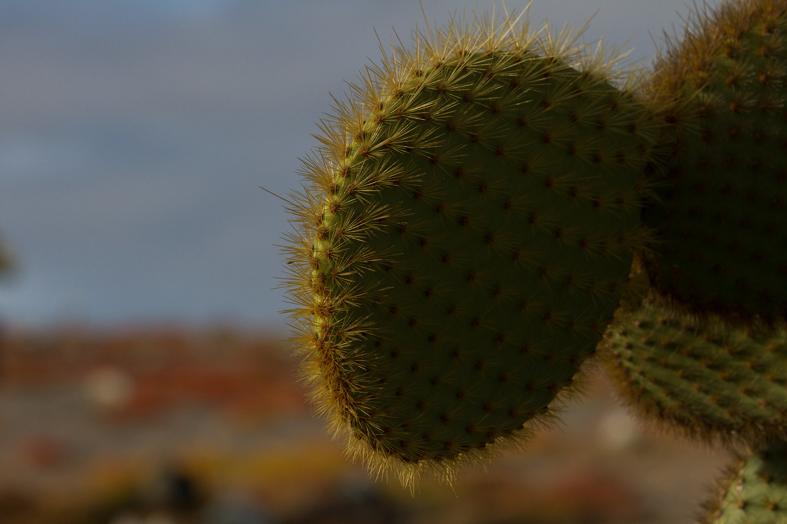 Close-up of a spiny prickly pear cactus pad backlit against a blurred sky and rocky terrain.