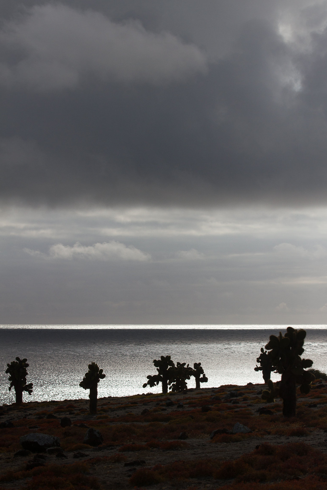 Silhouetted prickly pear cactuses on a rocky shore under a moody, cloud-heavy sky above a shimmering sea.