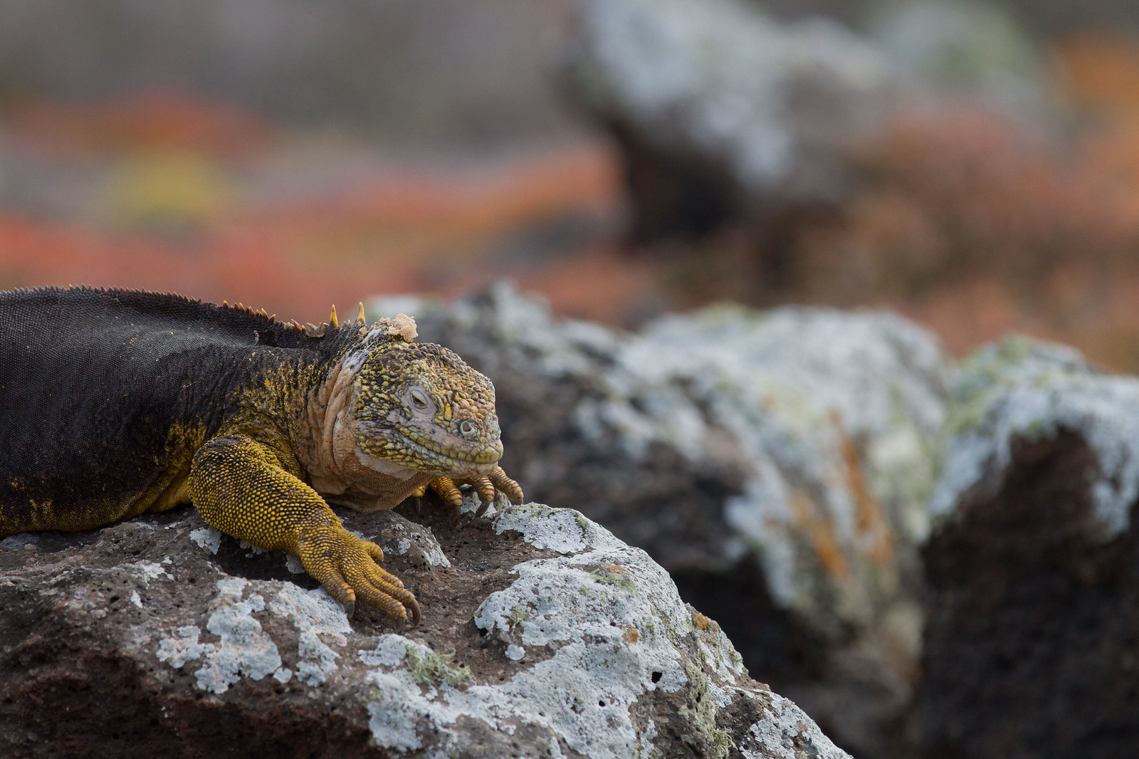 A yellow Galápagos land iguana resting on a lichen-covered rock with rusty foliage behind.