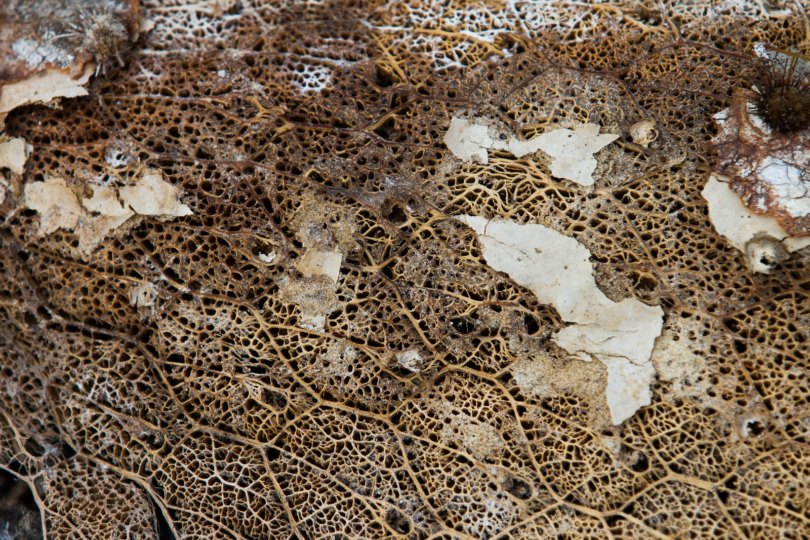 Extreme close-up of a decaying leaf's lacy skeleton, its brown veins forming a delicate netted mesh.