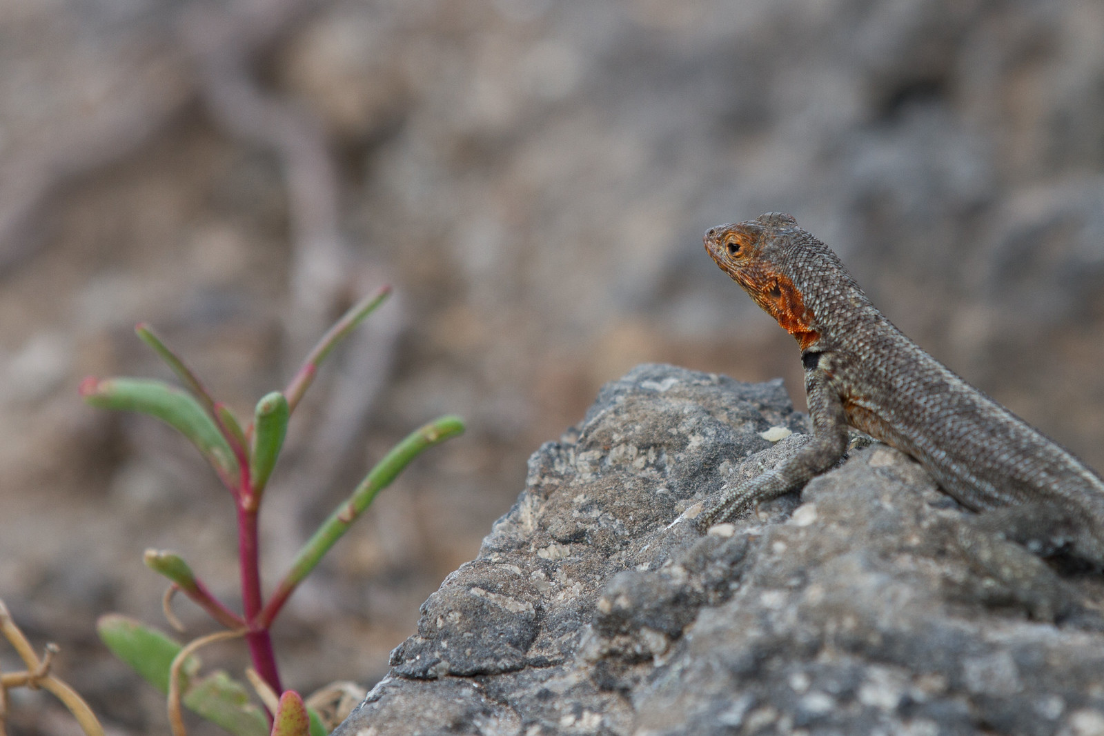A lava lizard with a rust-orange throat perched on a rock beside a red-stemmed succulent.