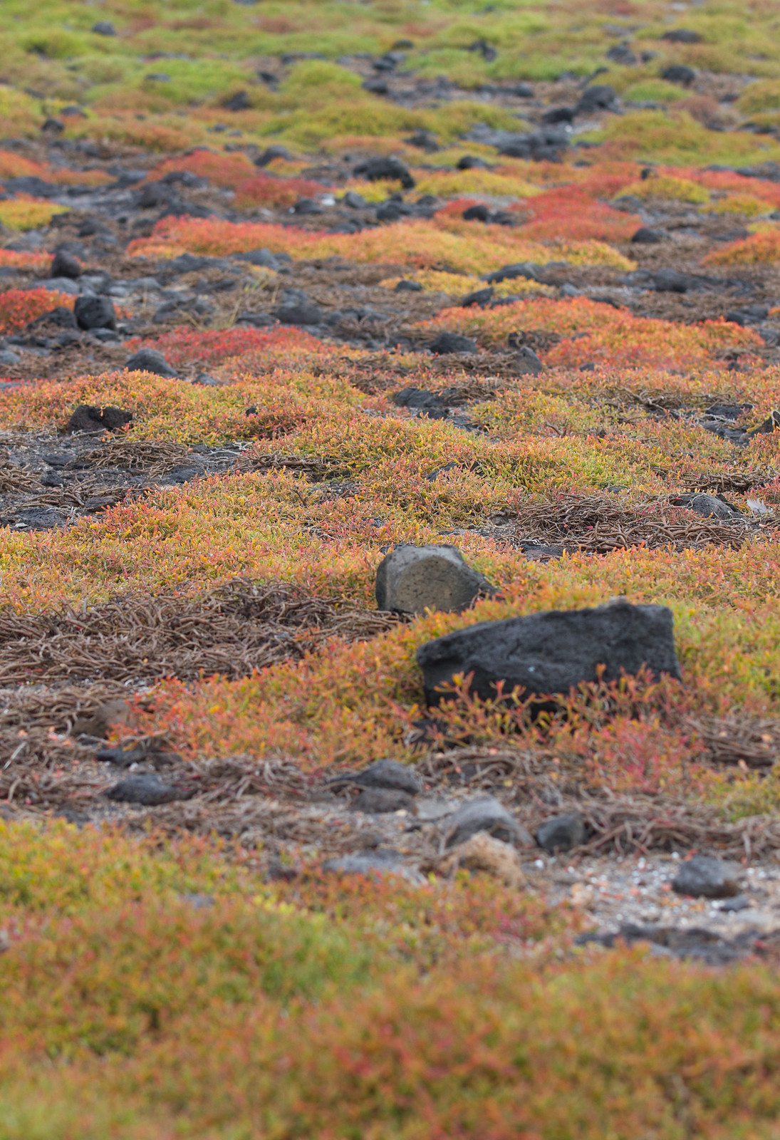 Volcanic rock and driftwood scattered across low green and red Galápagos ground vegetation.