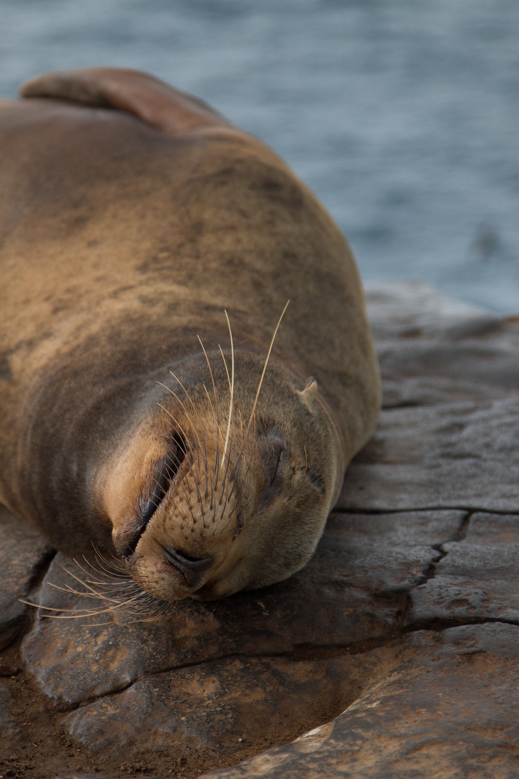 A sea lion sleeps on a flat rock beside the water, whiskers splayed and eyes closed.