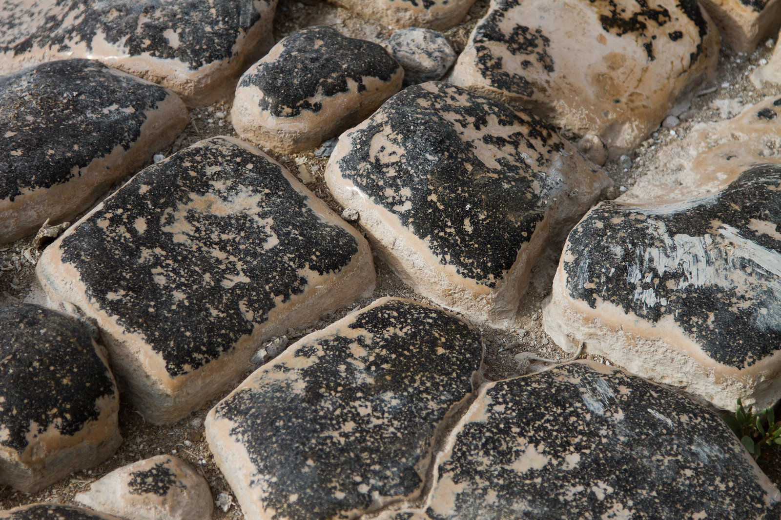 Weathered black-and-tan volcanic paving stones fitted tightly together on a Galápagos path.