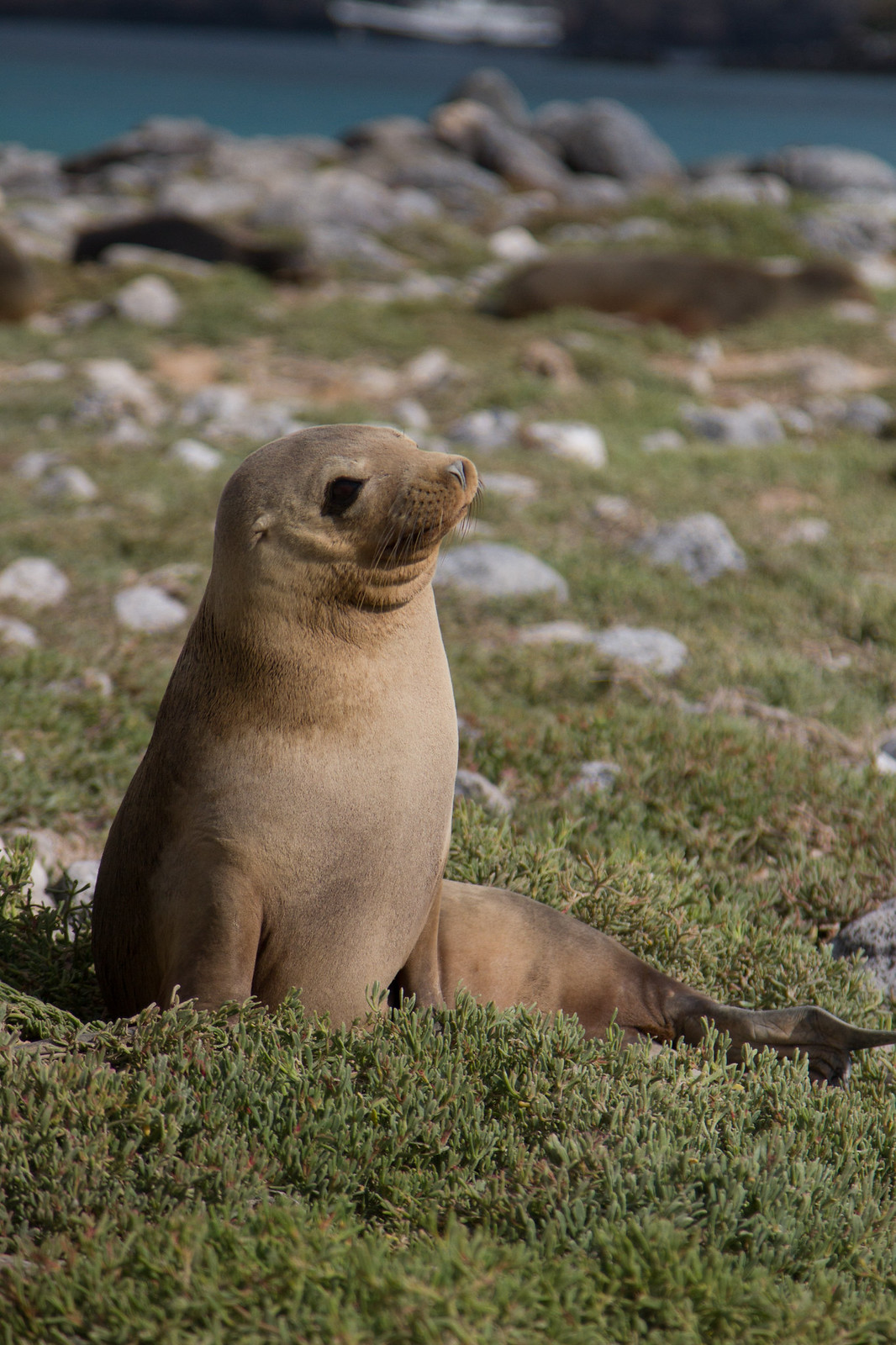 A Galápagos sea lion sits upright on grassy, rocky ground with a turquoise cove behind it.