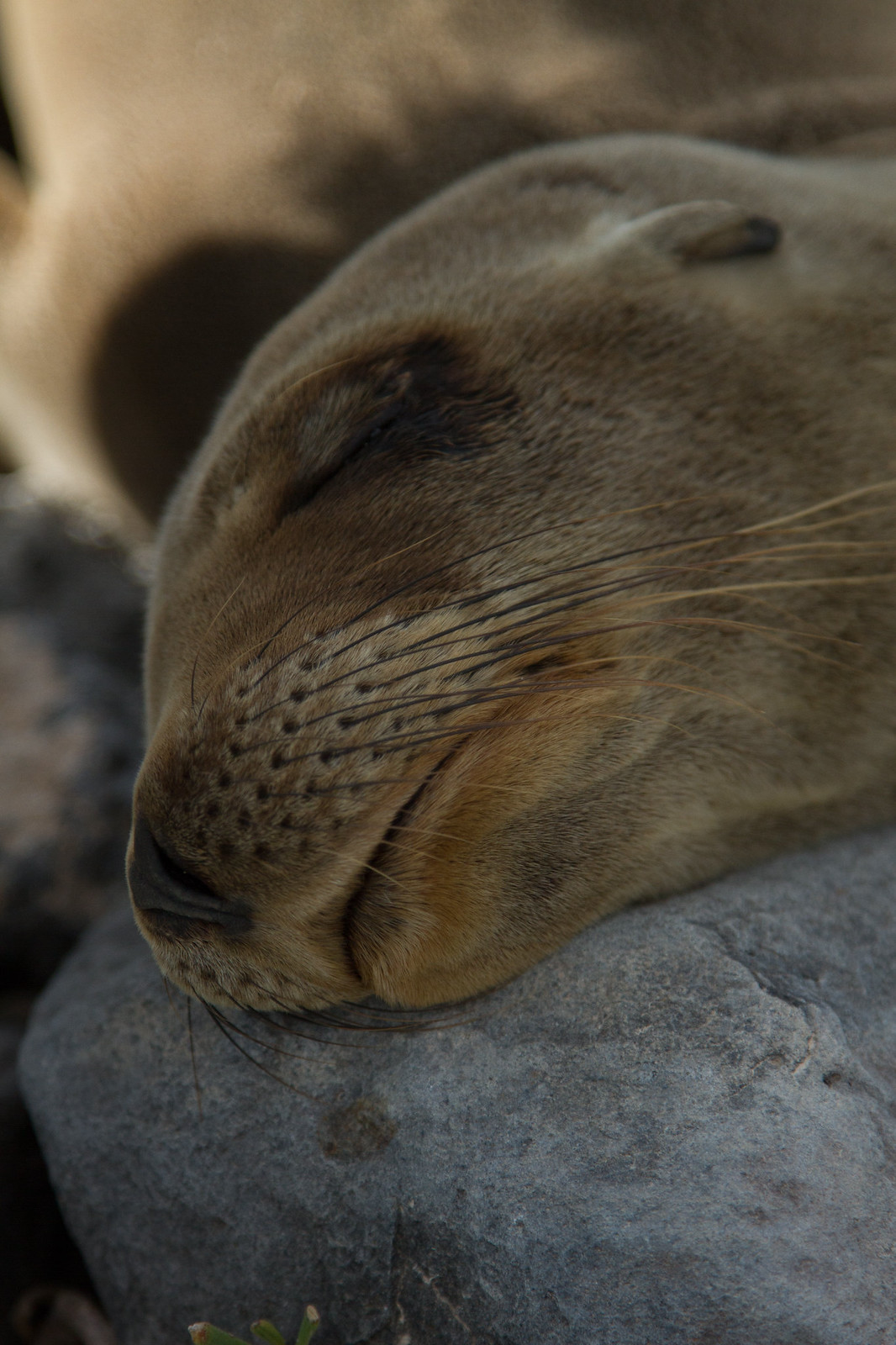 Close-up of a sea lion sleeping with its head resting on a smooth grey rock in warm light.