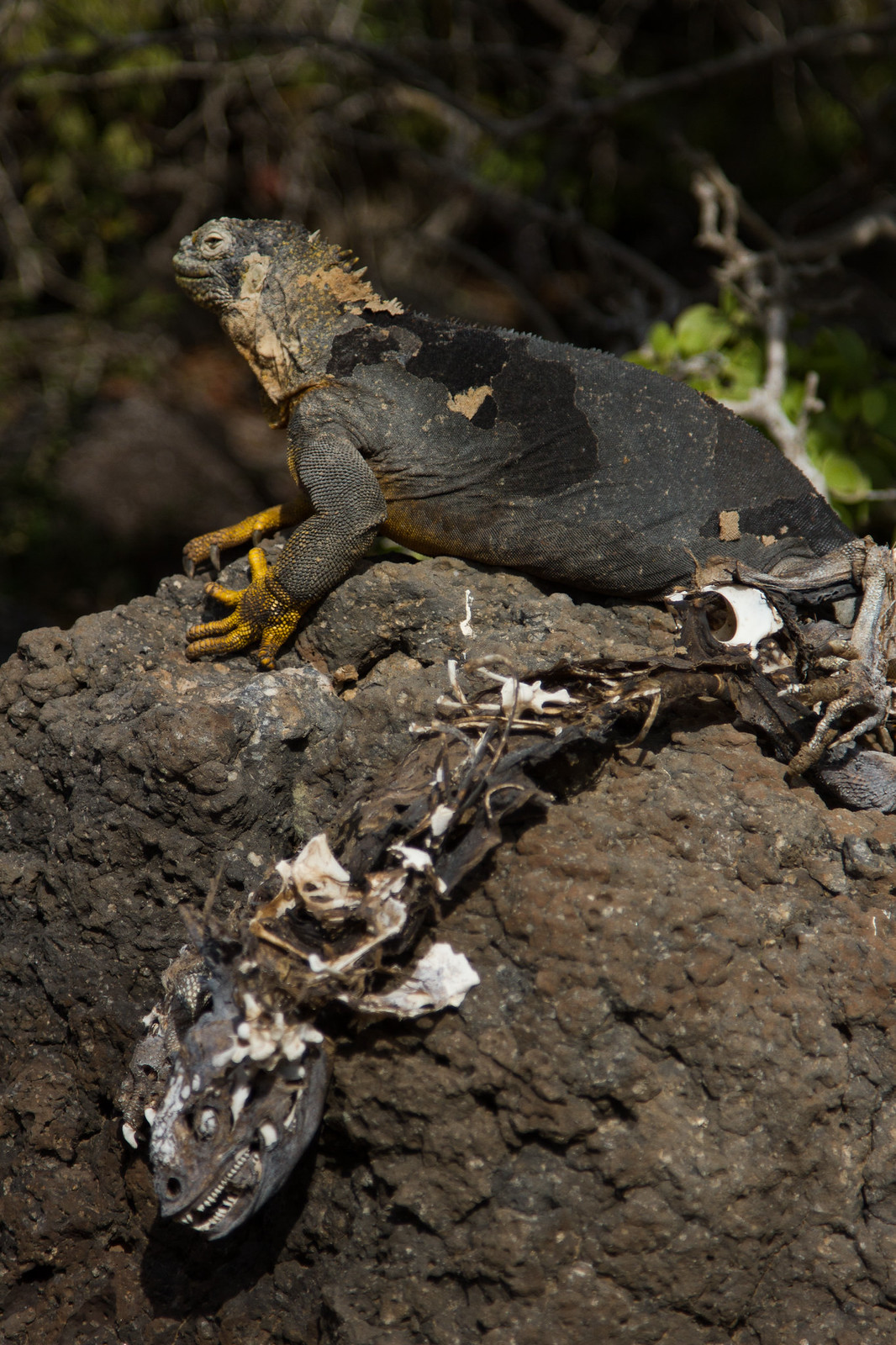 A Galápagos land iguana rests on a lava rock beside the skeletal remains of another iguana.
