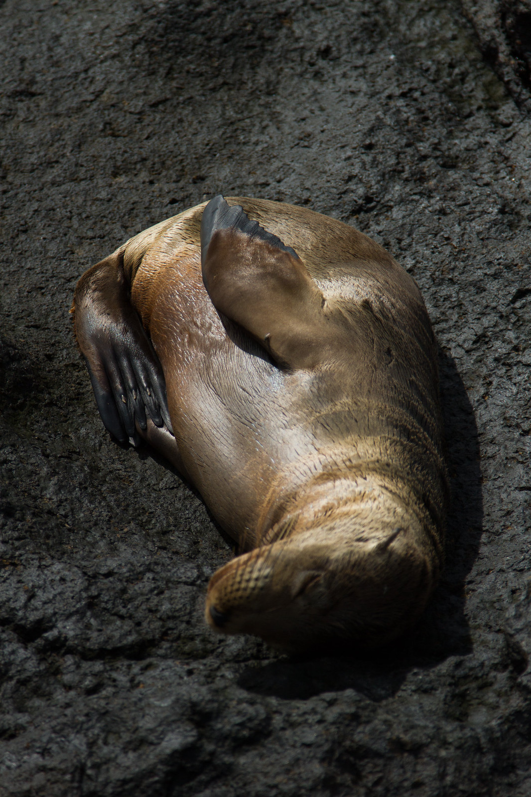 A sea lion curled up asleep in the sun on dark volcanic rock, flipper over its face.
