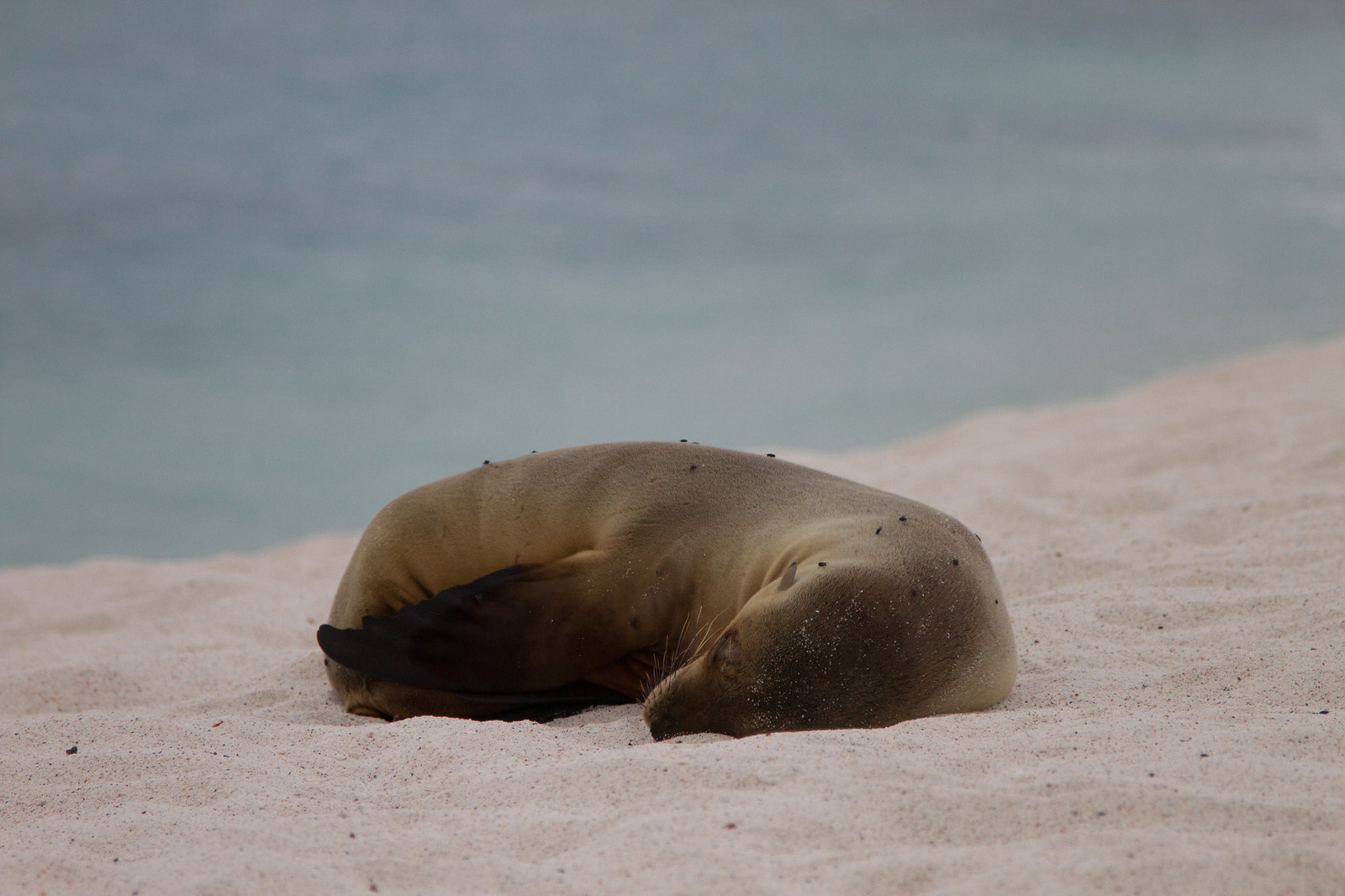 A Galápagos sea lion sleeping curled up on pale sandy beach beside pale turquoise water.
