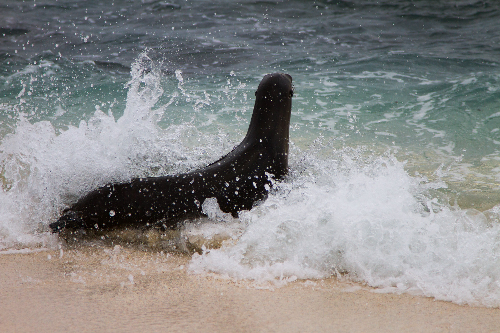 A sea lion emerging from crashing surf onto a sandy beach amid splashing waves.