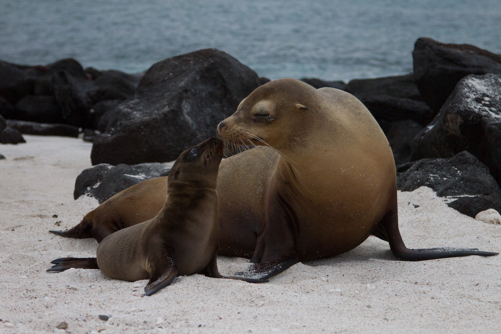 A sea lion pup nuzzles its resting mother on a white sand beach beside dark lava rocks.