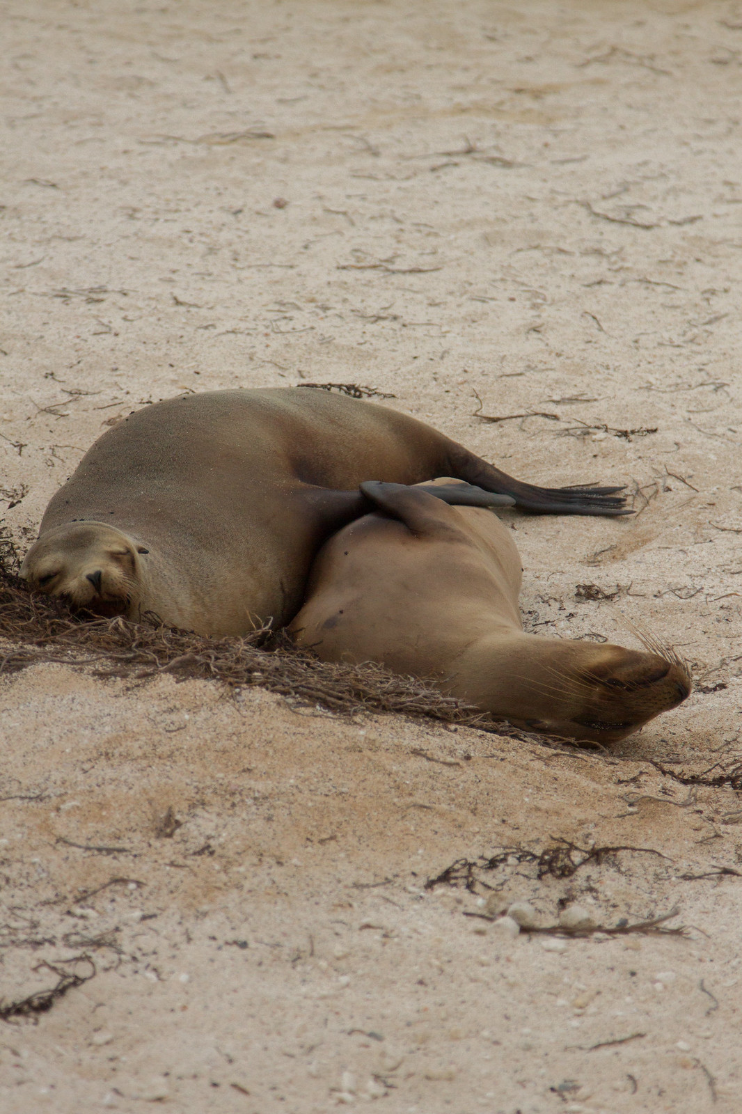 Two sea lions napping close together on a sandy beach strewn with dry seaweed.