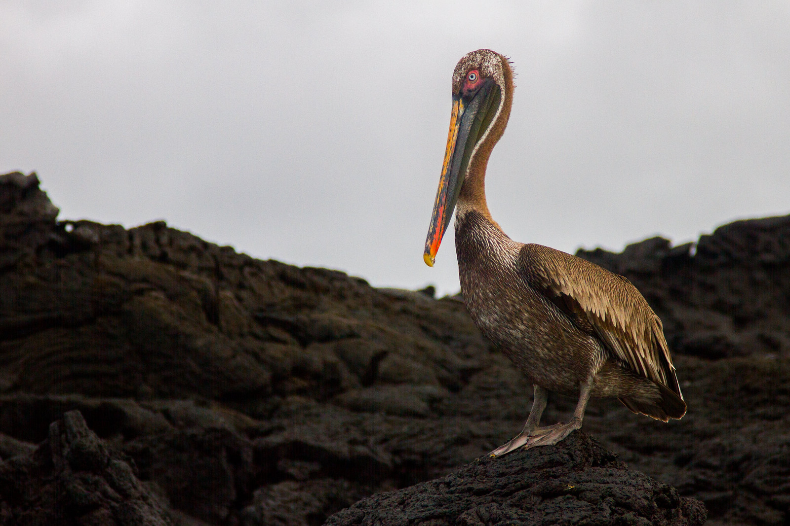 A brown pelican with a colorful beak perched on dark volcanic lava rock under an overcast sky.