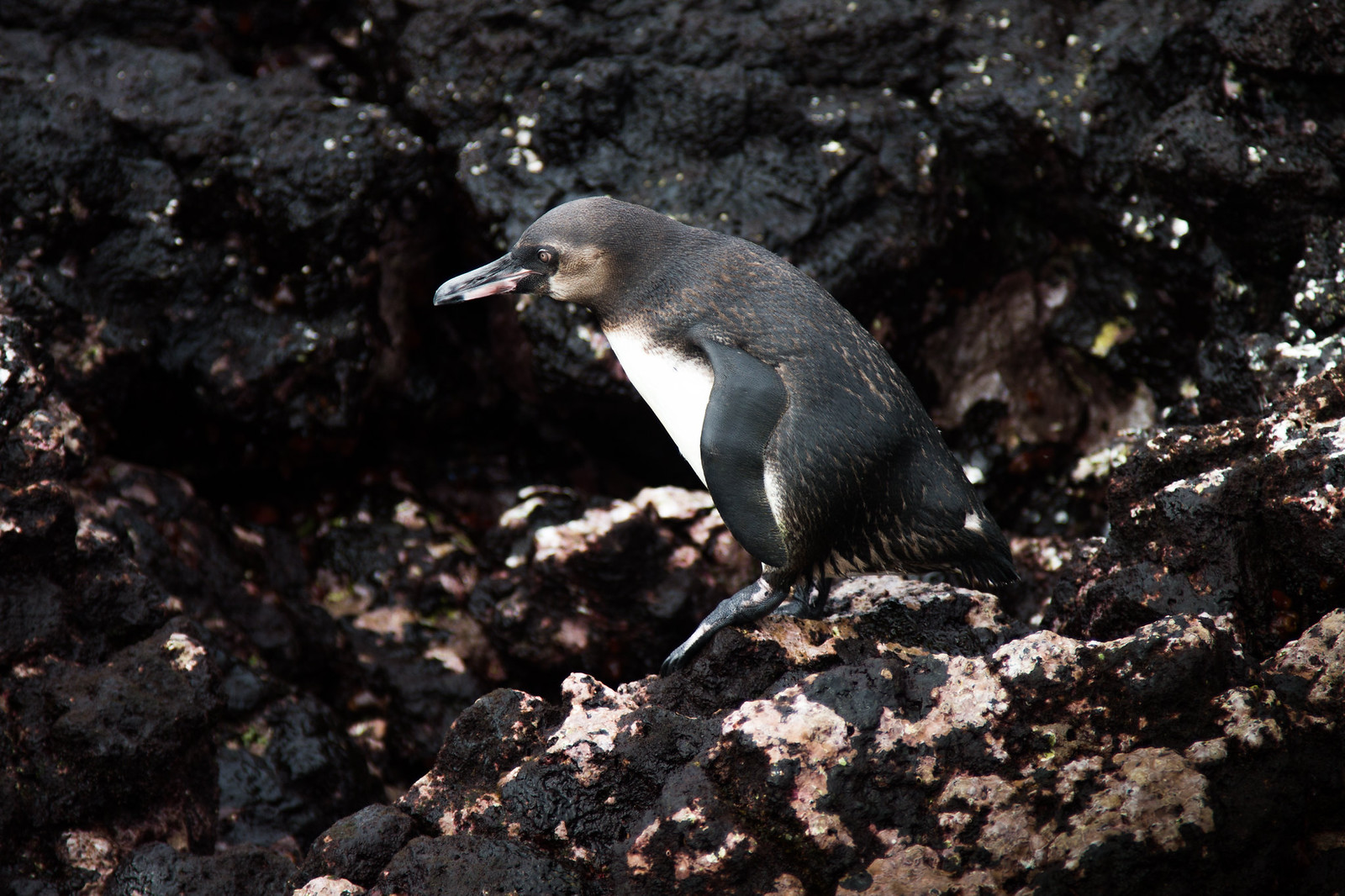 A Galápagos penguin standing on dark volcanic lava rock along the shoreline