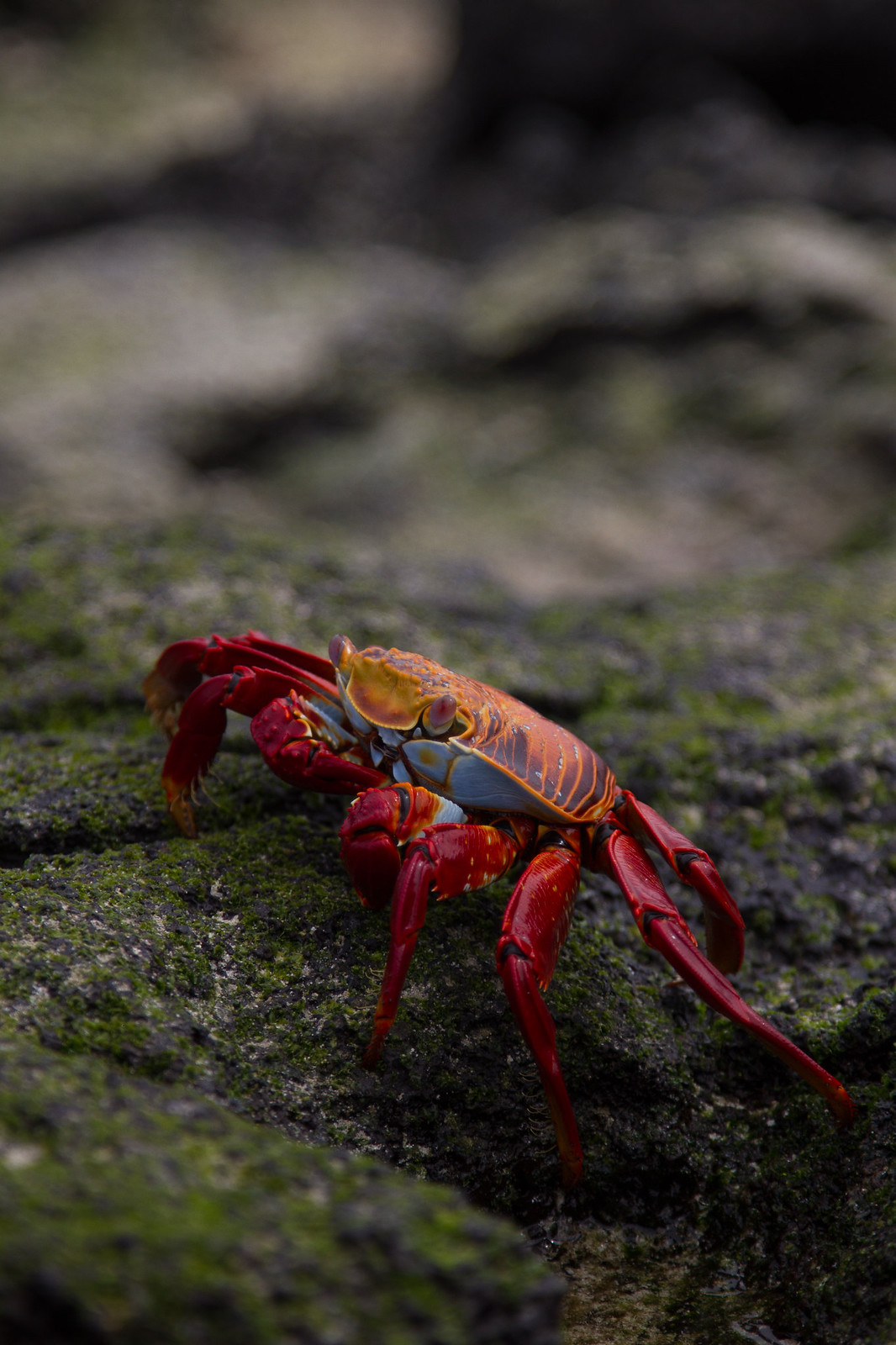 A vivid red Sally Lightfoot crab on moss-covered volcanic rock in the Galápagos.