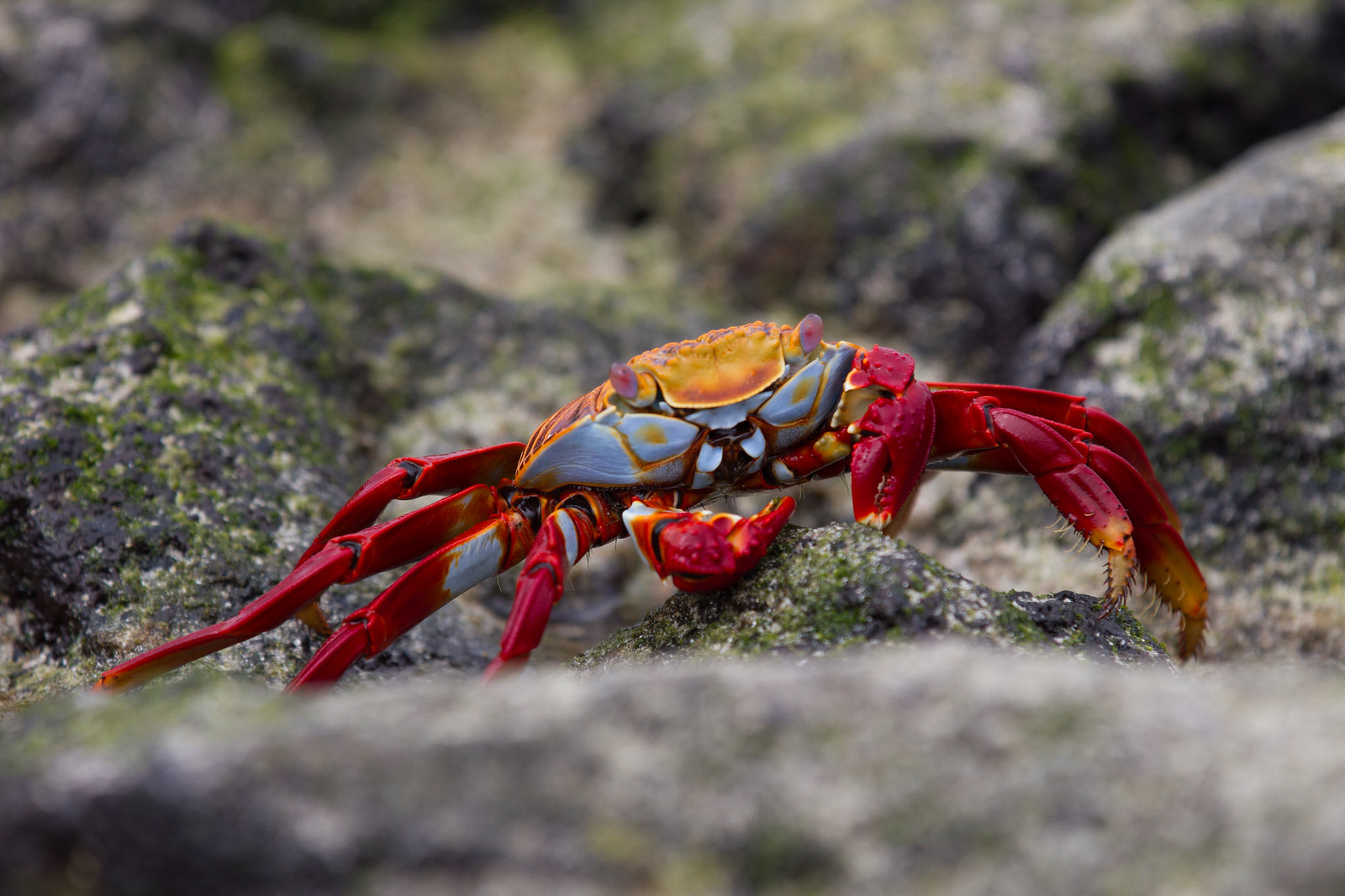 A bright red Sally Lightfoot crab with a blue-and-orange shell perched on mossy volcanic rock.
