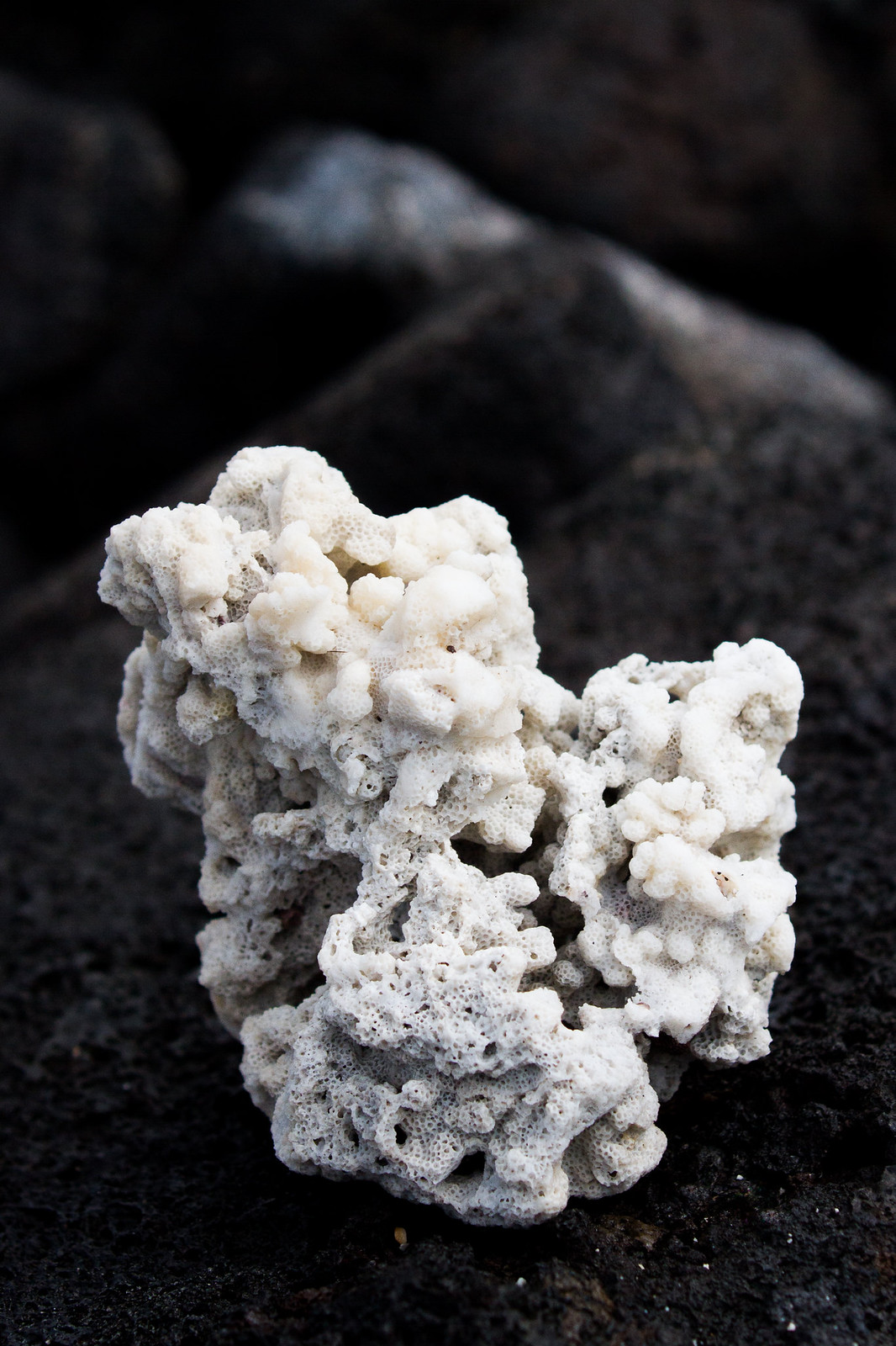 A piece of bleached white coral resting on dark black volcanic lava rock.