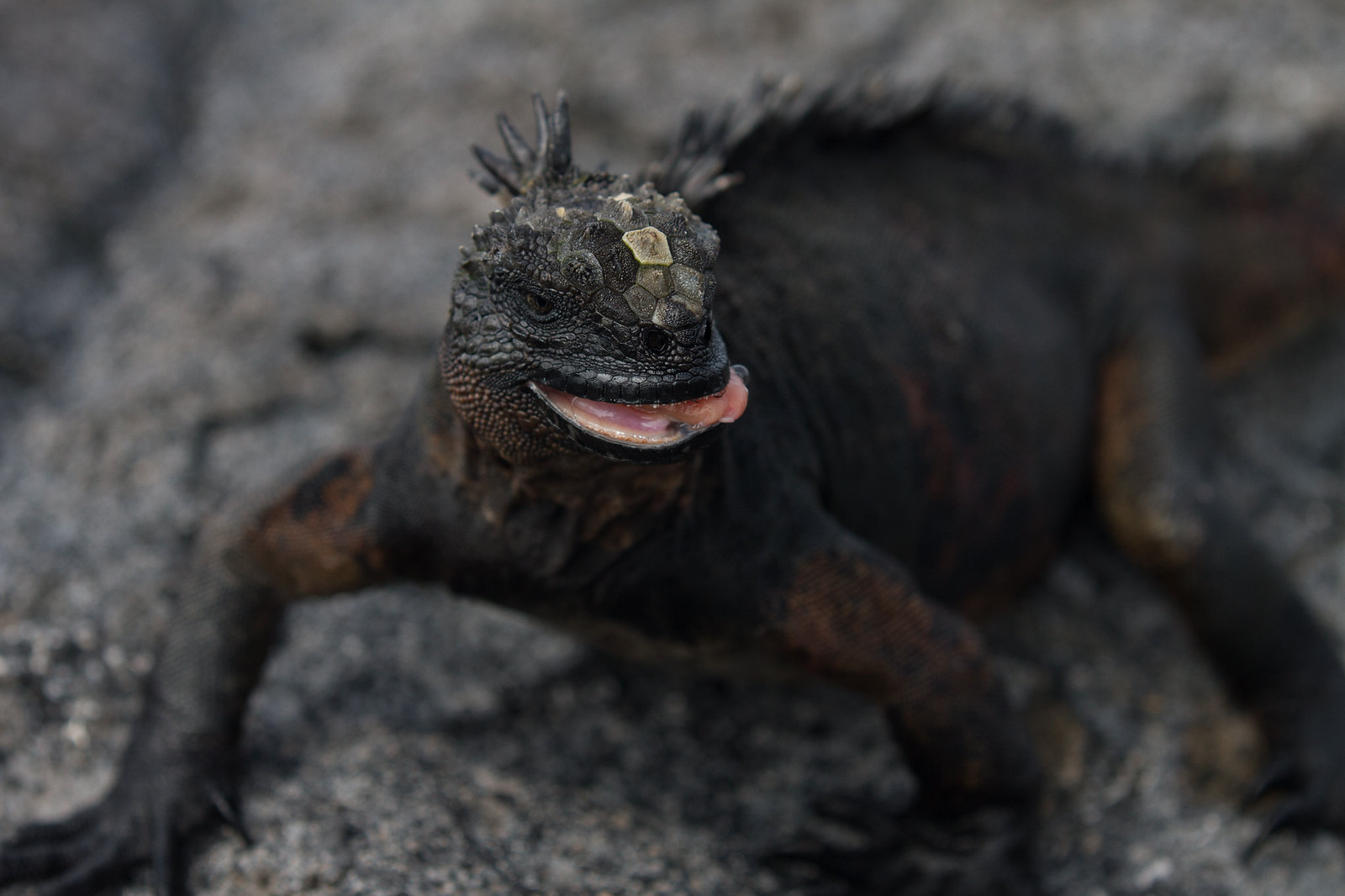 Close-up of a marine iguana with an open pink mouth resting on dark volcanic rock