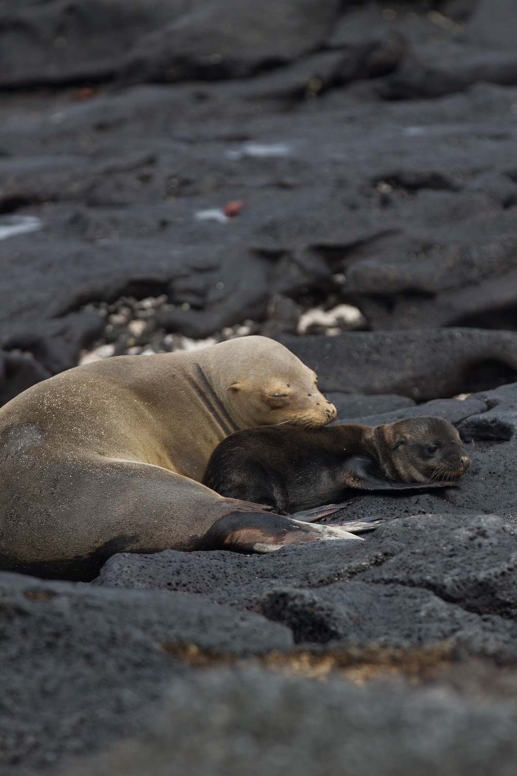 A mother sea lion resting with her dark-furred pup on black volcanic rock in the Galápagos.