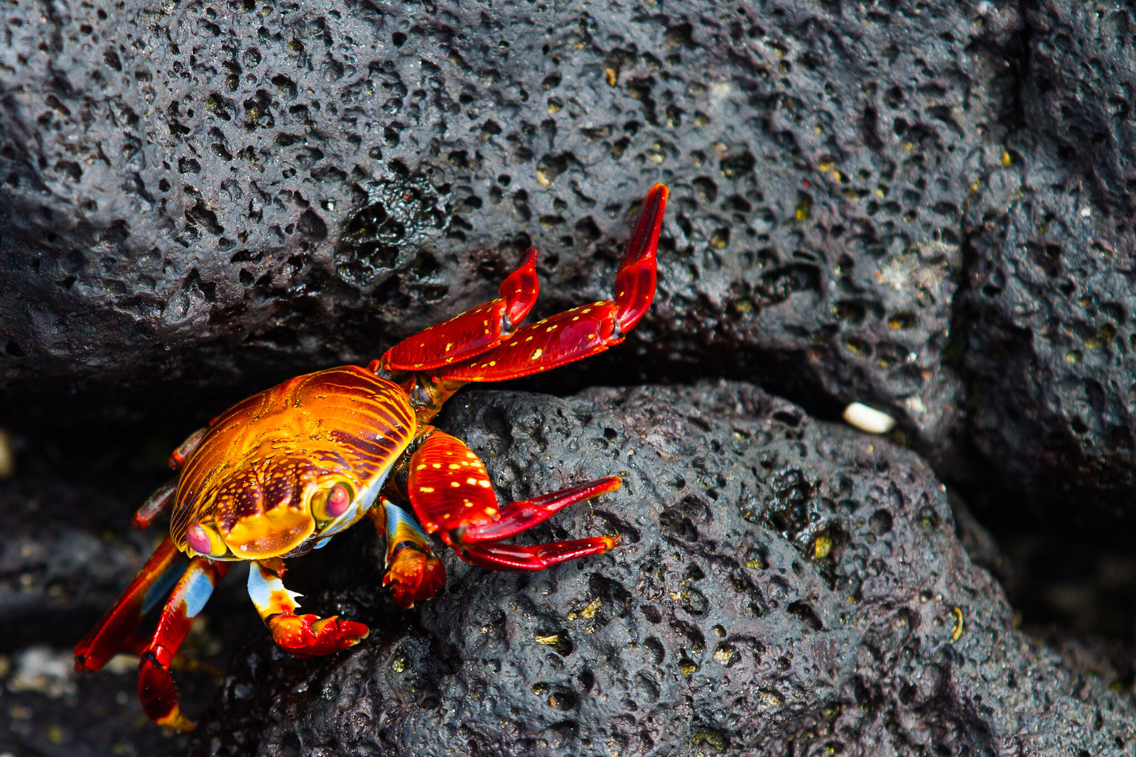 A vividly orange and red Sally Lightfoot crab perched on wet black volcanic rock.